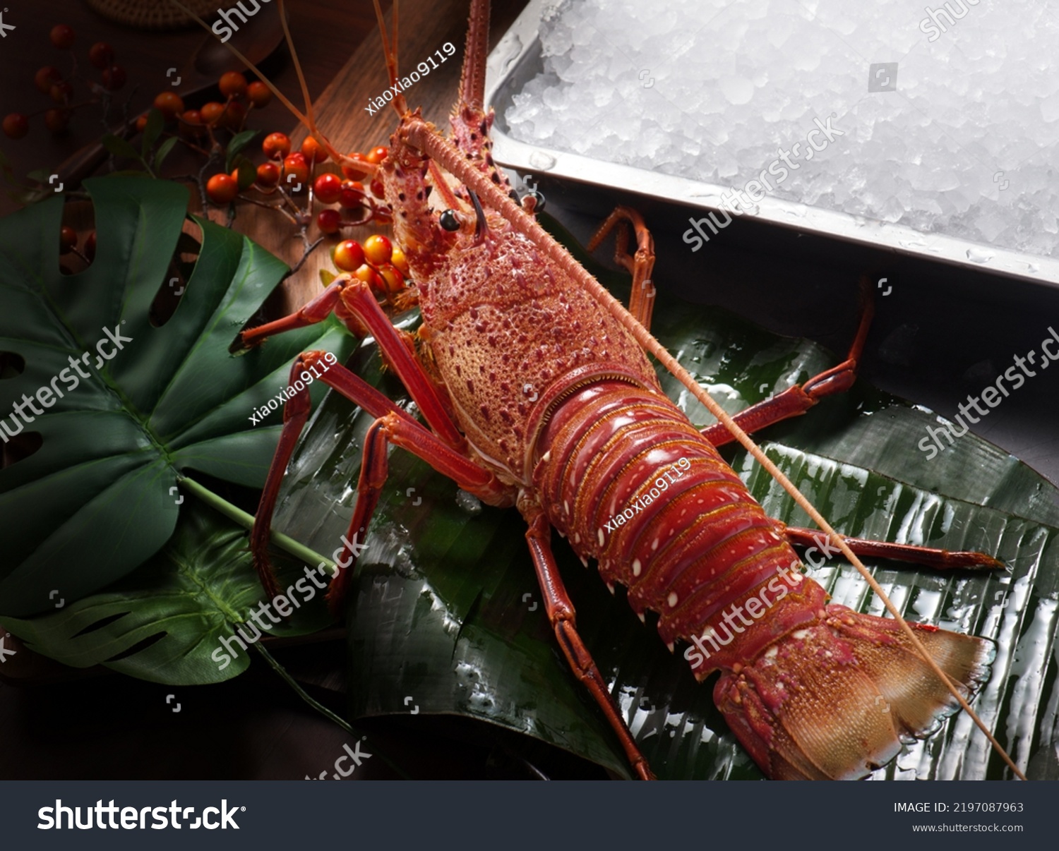 Close up of fresh spiny rock lobster on water。Jasus lalandii also called the Cape rock lobster or West Coast rock lobster is a species of spiny lobster found off the coast of Southern Africa. #2197087963