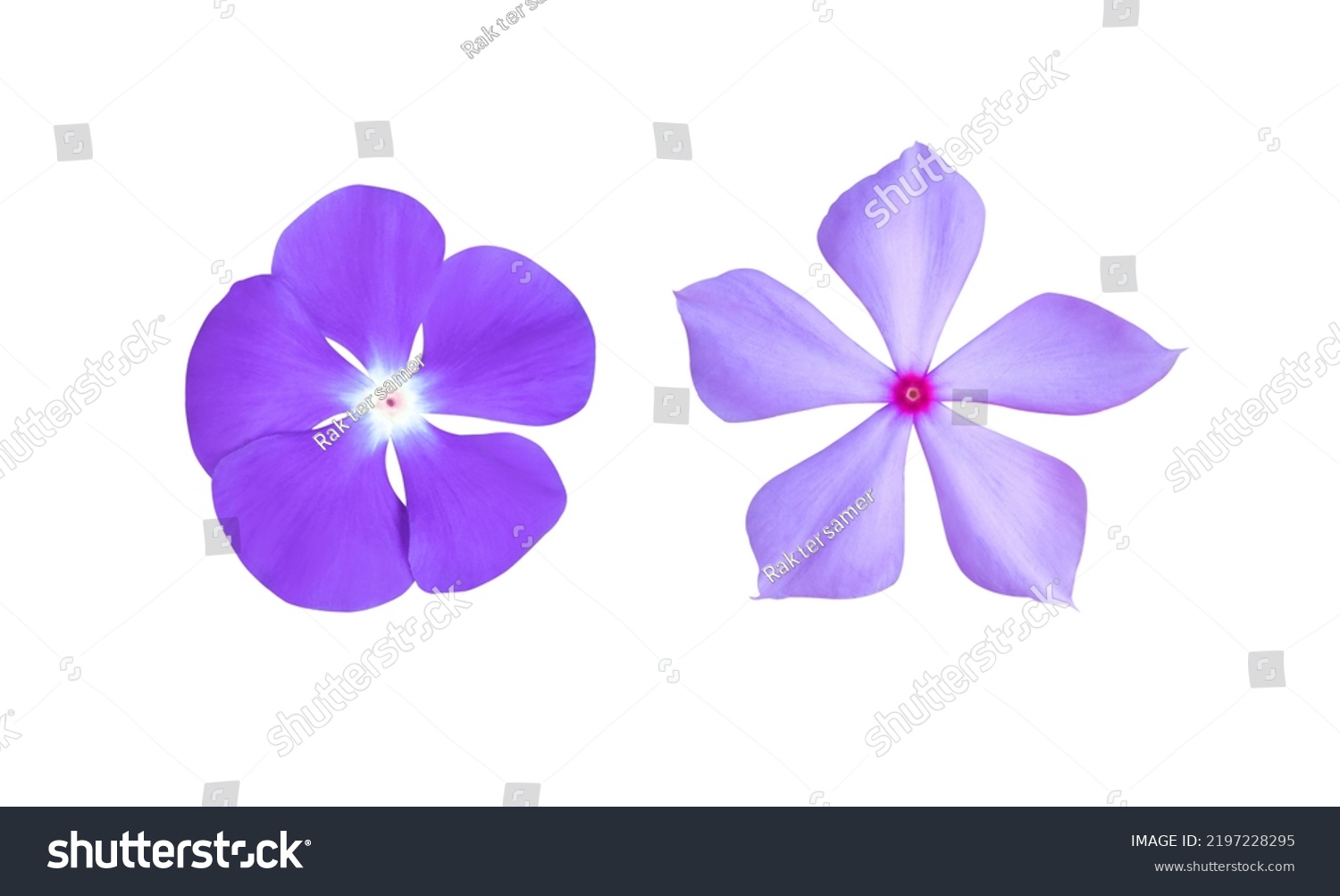 Madagascar periwinkle or Vinca or Old maid or Cayenne jasmine or Rose periwinkle flowers. Collection of red-pink-purple small single flower isolated on white background. #2197228295