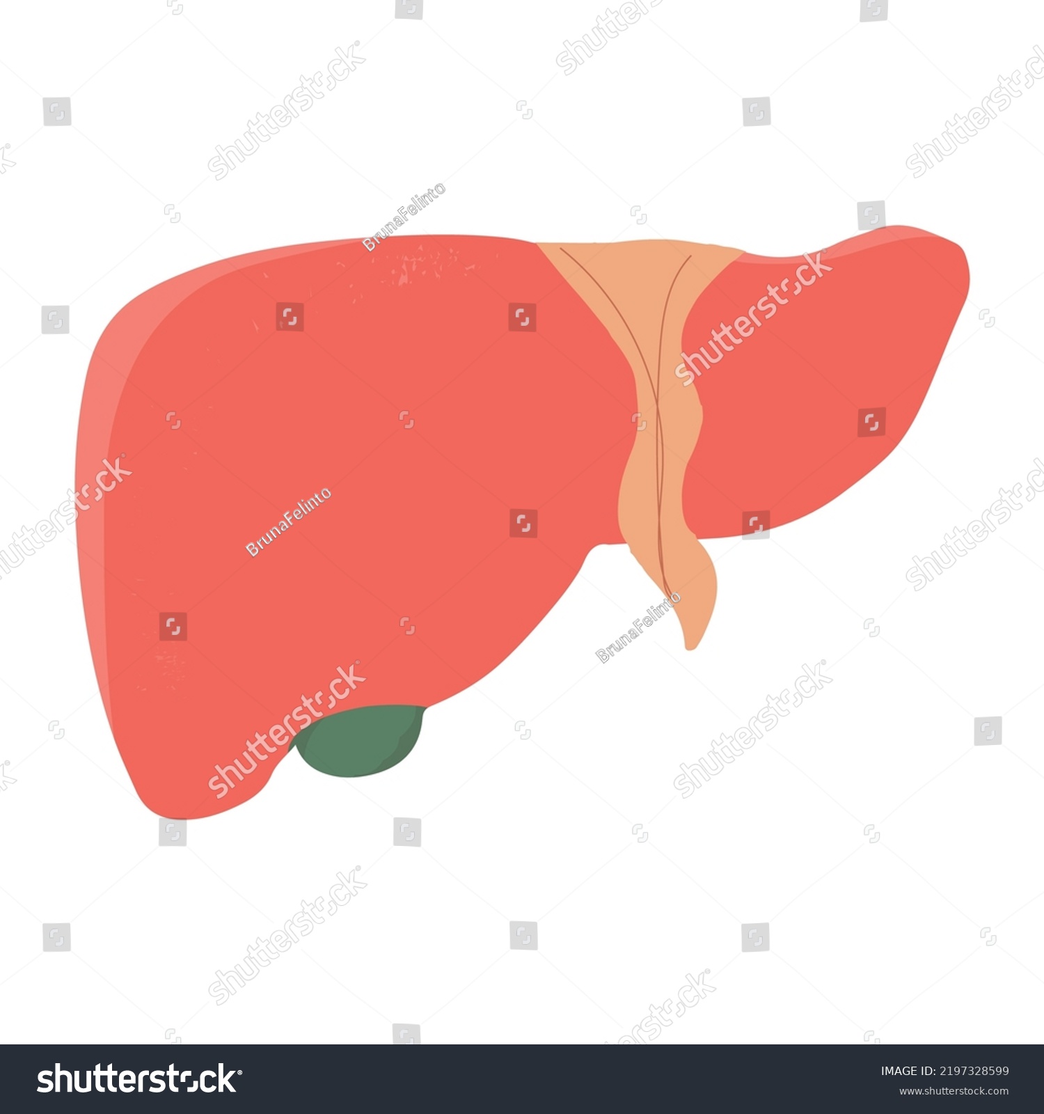 vector illustration of a liver, human organ, - Royalty Free Stock ...