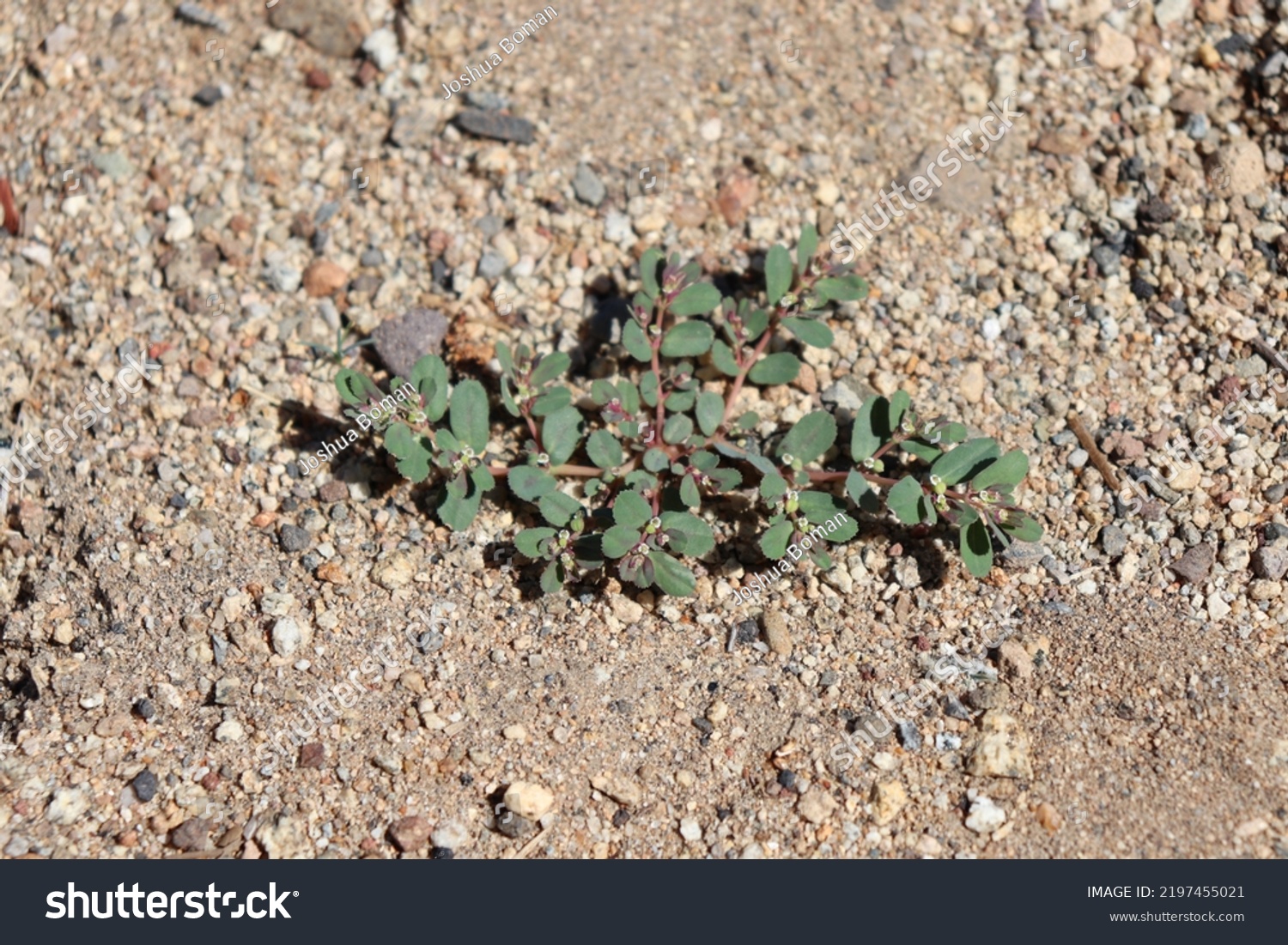 Spotted Spurge Prostrate Weed Plant Invasive Growing Closeup Close Up #2197455021