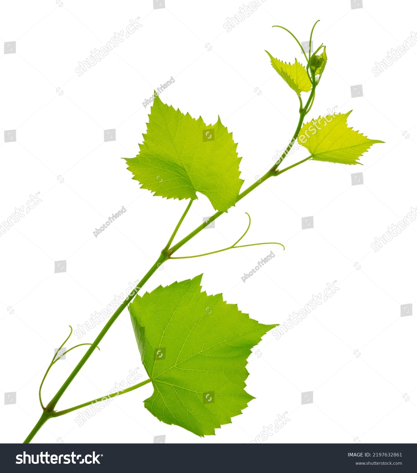Grape branch isolated on white. Vine with green fresh leaves and tendrils. Grapevine. Sprig with leaves of grapevine. Fresh Green Grape Leaf. green vine leaves, close-up. spring ,summer. #2197632861