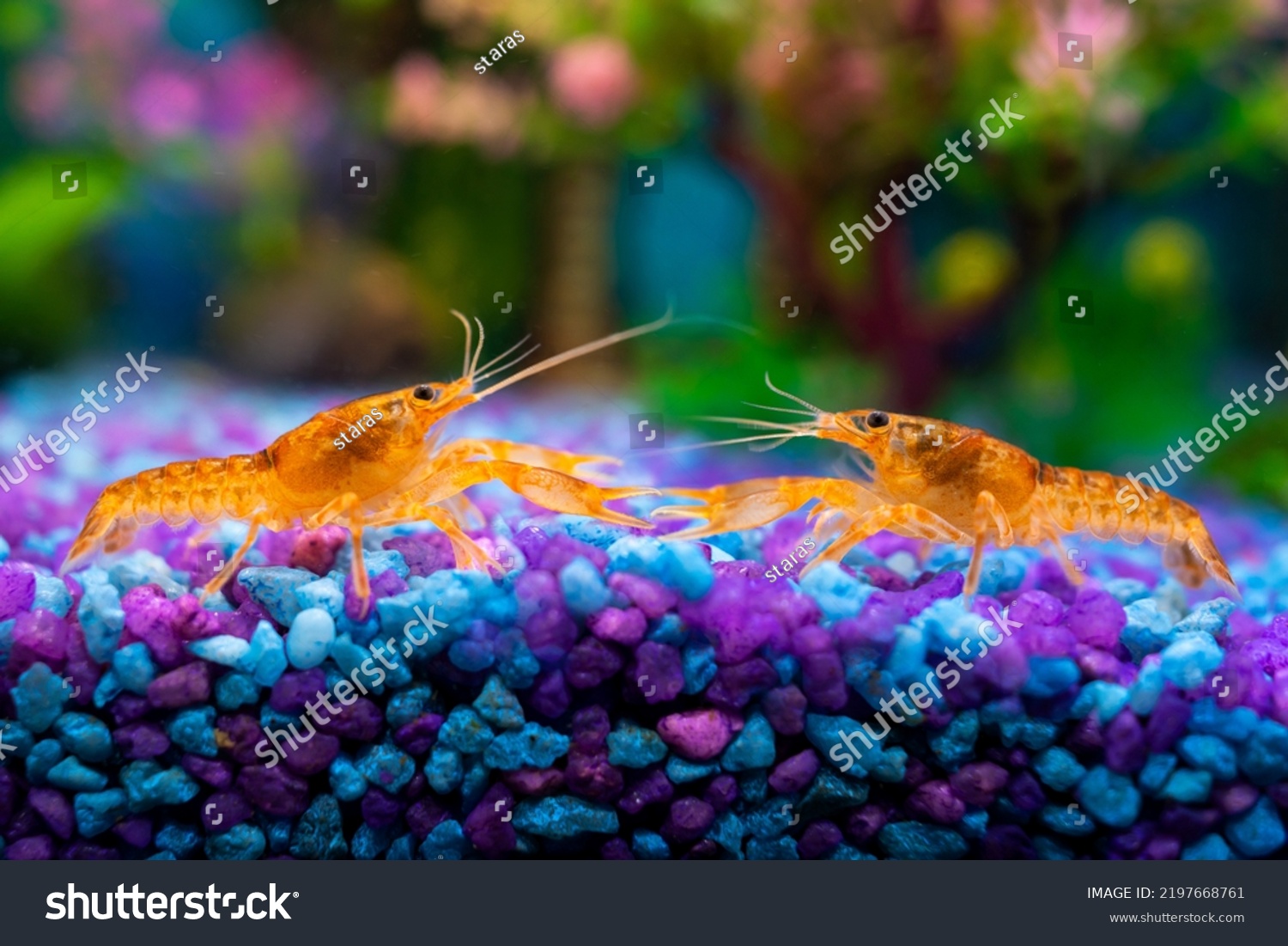 Cambarellus patzcuarensis orange, mating games of freshwater dwarf crayfish in a home aquarium closeup #2197668761