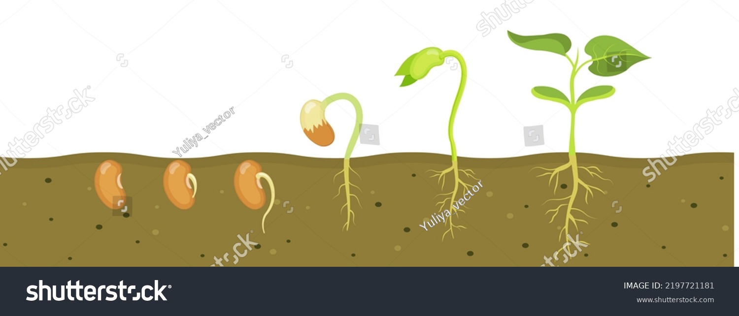 Germination of bean seed in soil. Stages of growth of seedlings in agriculture. #2197721181