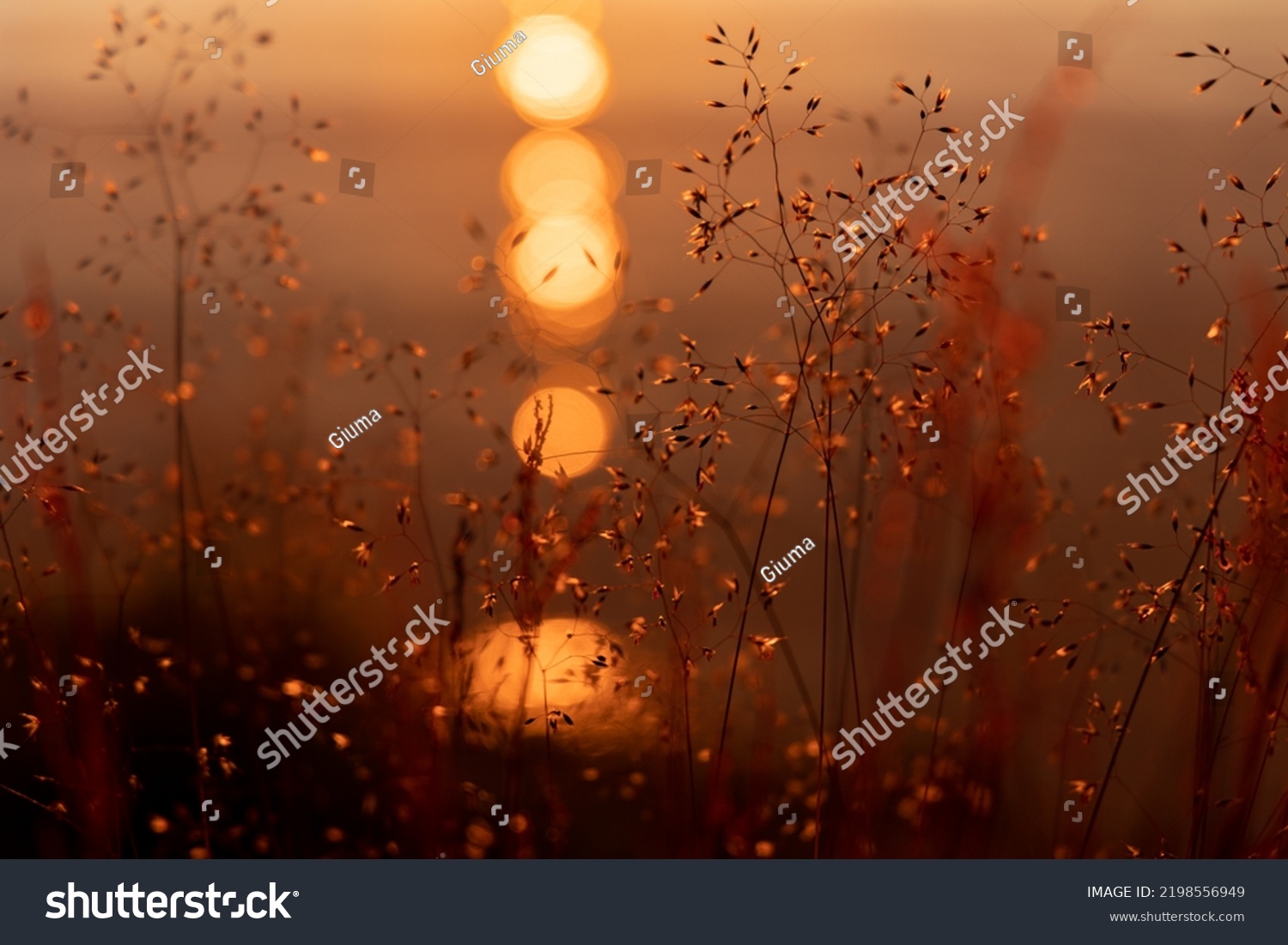 silhouette of a flower during the midnight sun at Sommaroy island (Sommarøy). Soft Back light of a field of flowers. Tromso Norway #2198556949