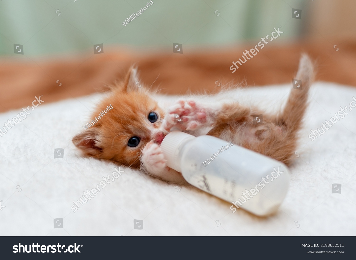 Feeding kitten with tiny milk bottle, tiny cat drinking milk from a bottle. #2198652511