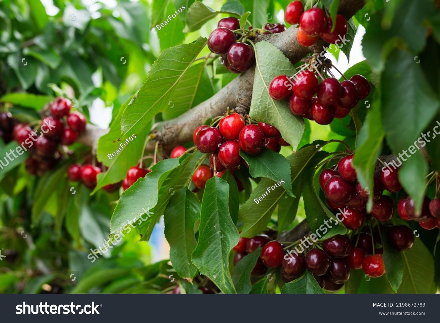 Closeup of green sweet cherry tree branches with ripe juicy berries in garden. Harvest time #2198672783