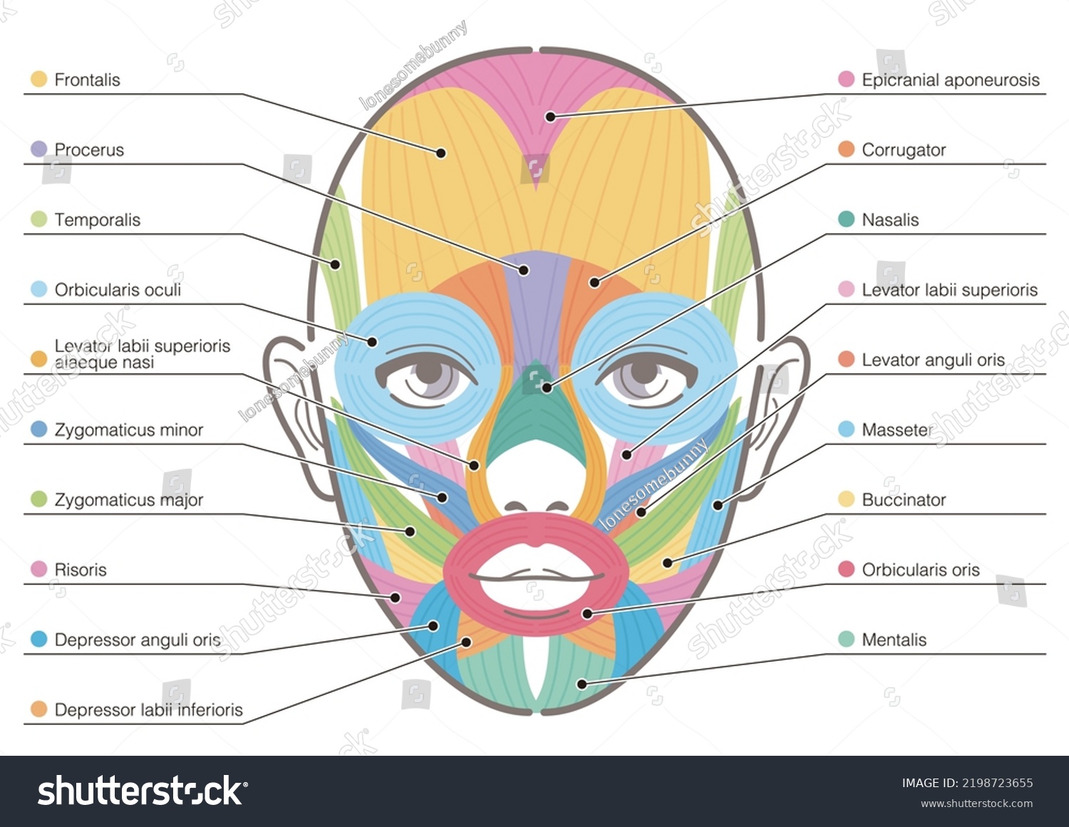 Diagram of facial muscles. Mimetic muscles of - Royalty Free Stock ...