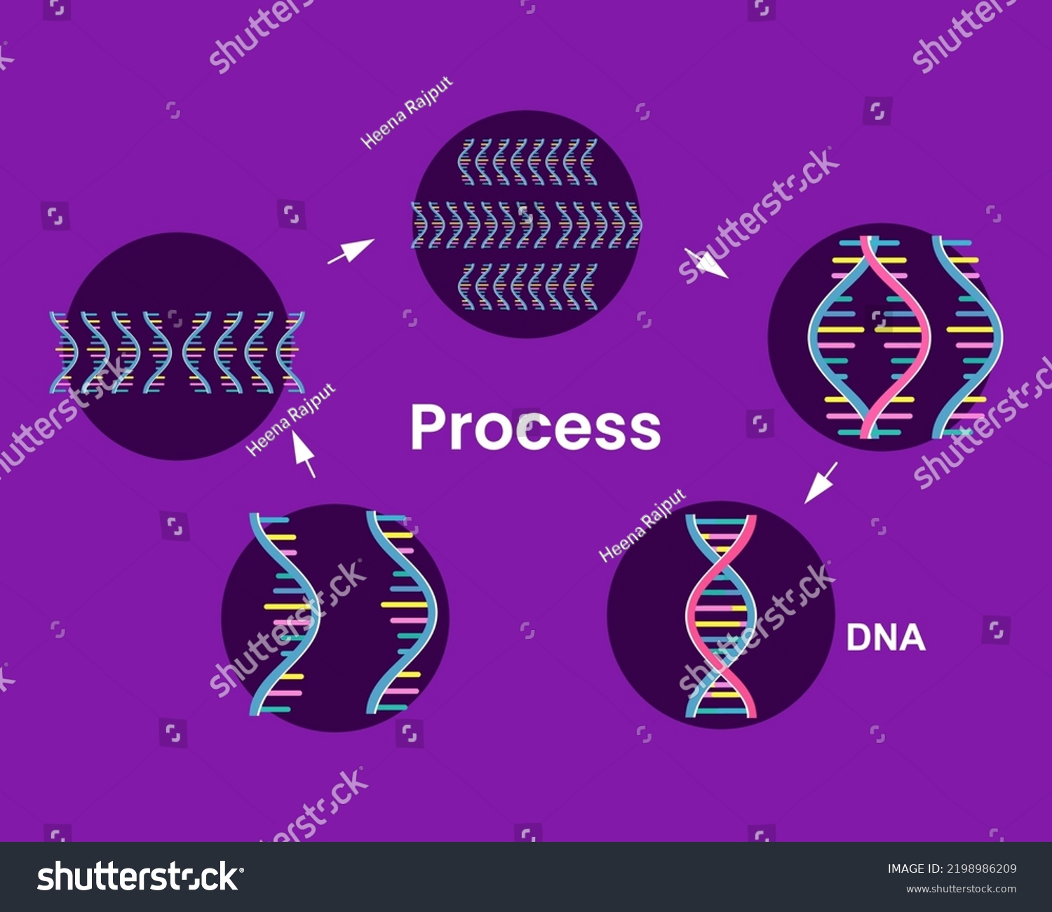 Structure Of Dna Formation Replication Of Dna Royalty Free Stock Vector 2198986209 3776