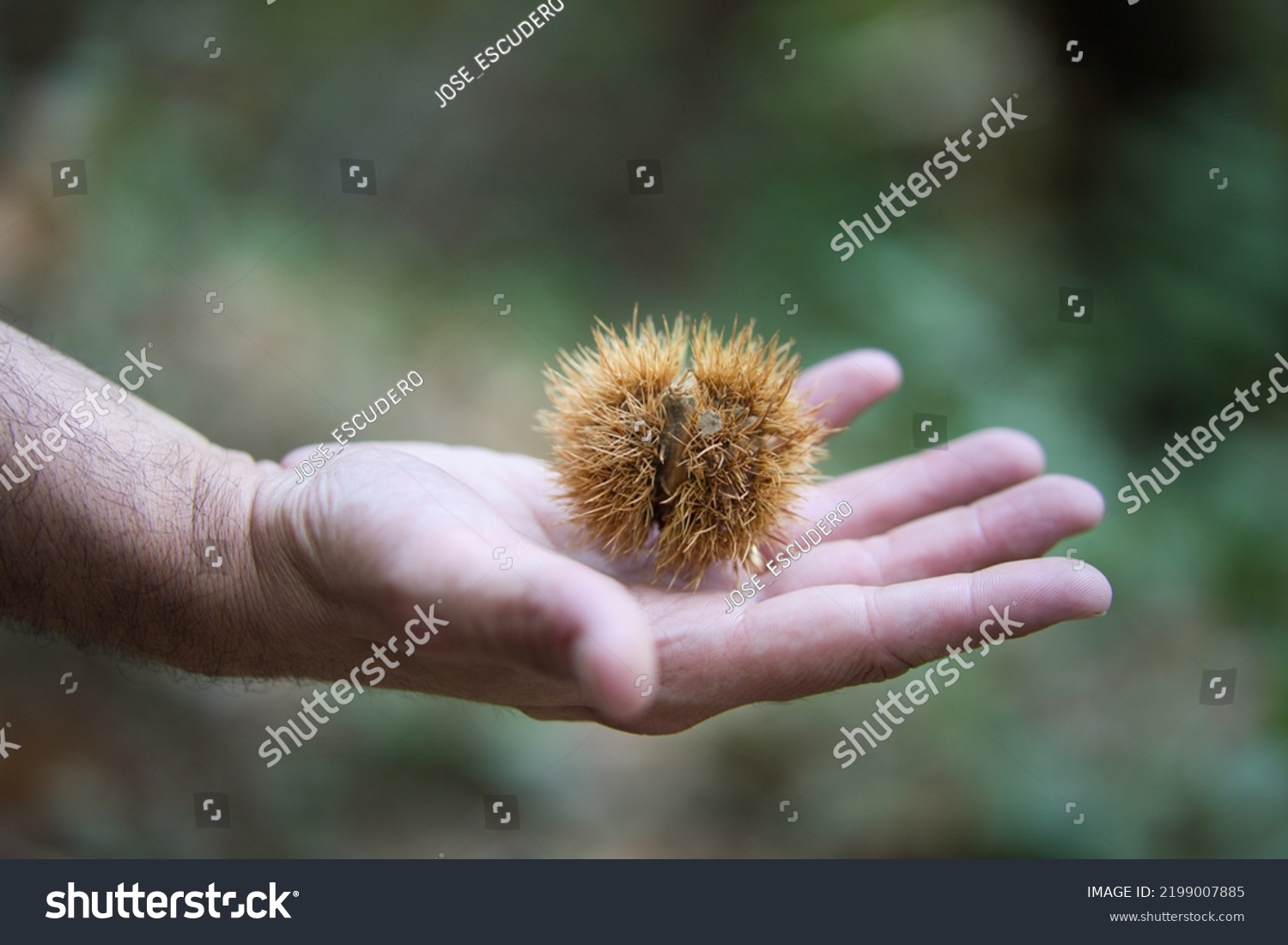 detail of a man's hand holding a chestnut in its spiked shell in his palm. #2199007885