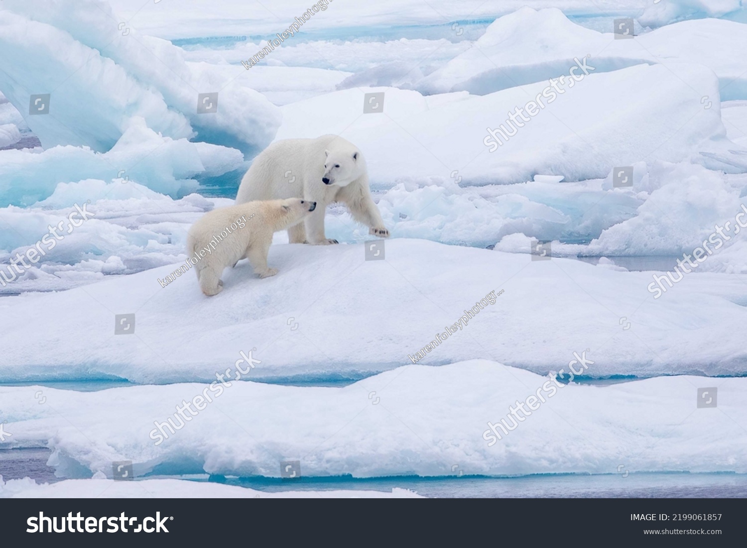 Polar bear mother with young cub on ice in the Viscount Melville Sound, Nunavut, Canada high arctic polar region. #2199061857