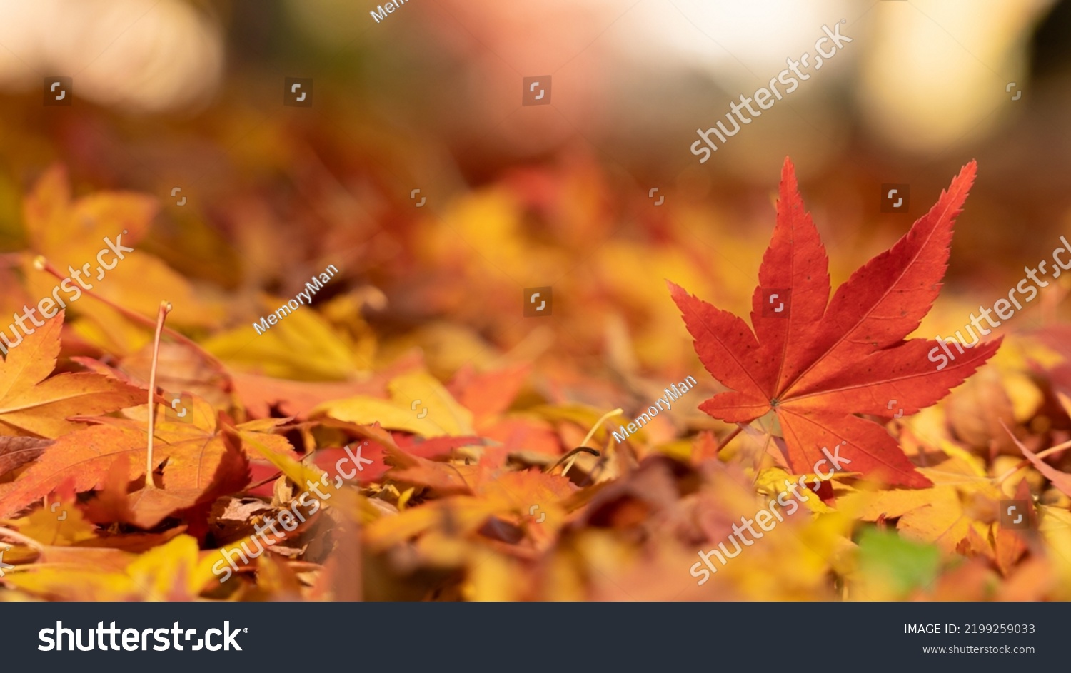 Beautiful autumn landscape.Colorful foliage in autumn.Falling maple leaf seasons.Maple leaves turn yellow, orange, red in autumn. #2199259033