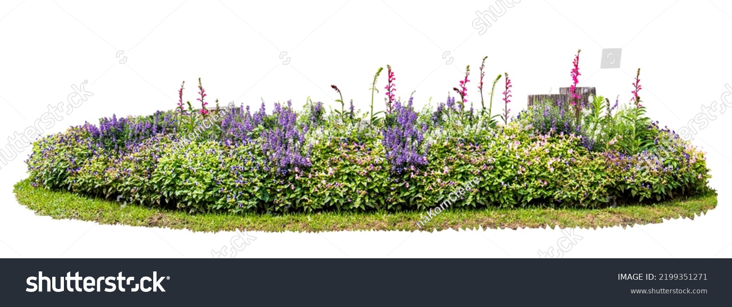 Natural flower and stone in garden isolated on white background. Garden flower part #2199351271