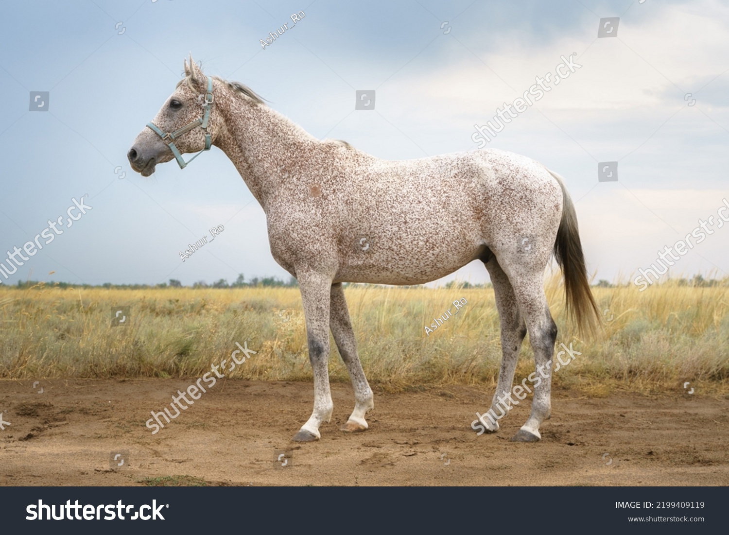 Portrait of a flea biten gray Arabian thoroughbred horse in a blue halter against the backdrop of a steppe landscape #2199409119