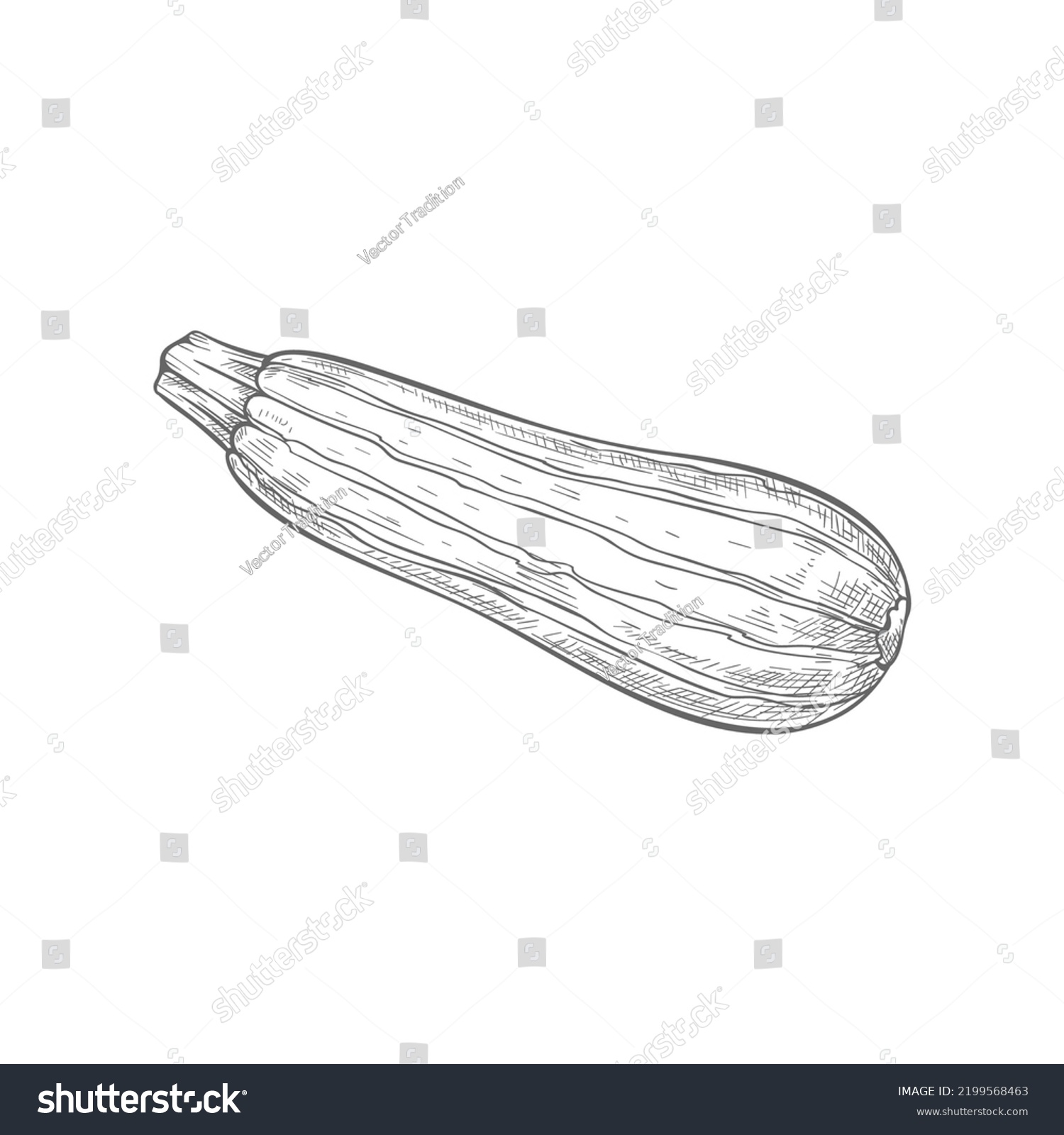 Zucchini vegetable isolated monochrome sketch. Vector vegetarian food, striped squash with stem, hand drawn icon. Courgette summer squash, baby marrow Cucurbita pepo, whole veggie zucchini #2199568463