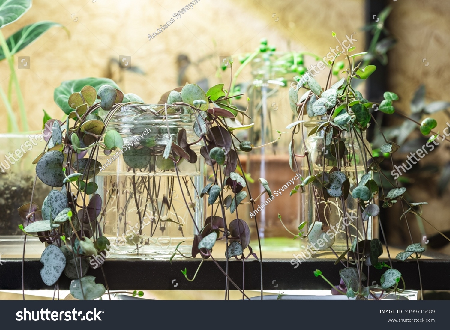 Ceropegia Woodii houseplant Propagation in water. String of Hearts plant stem cuttings in glass jar on the shelf propagating and growing new roots under artificial light #2199715489