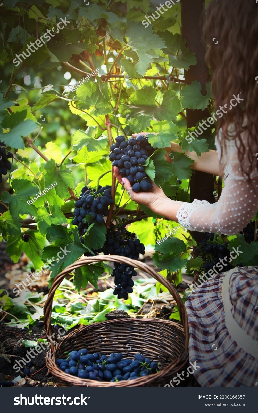 A woman cuts a ripe bunch of dark grapes. Basket with grapes. An unrecognizable person. Autumn harvest. The season of agricultural work. Vertical photo. #2200166357