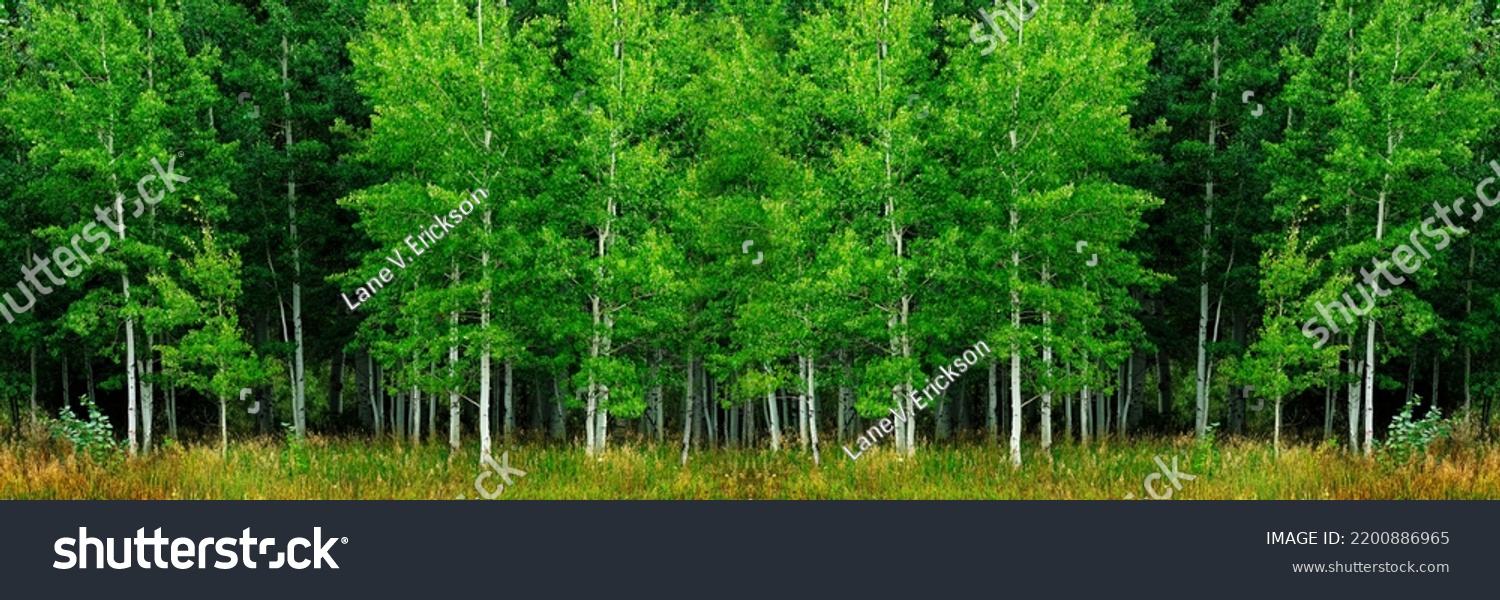 Aspen trees with white trunks during summer lush green forest wilderness #2200886965