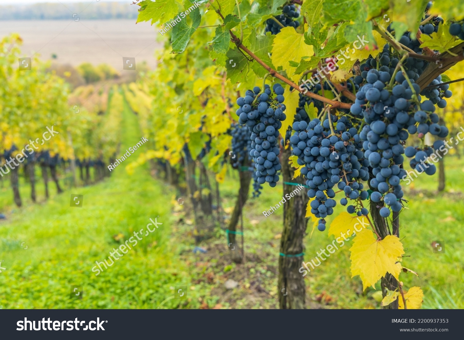 Blue grapes Cabernet Sauvignon in autumn vineyard, Southern Moravia, Czech Republic #2200937353