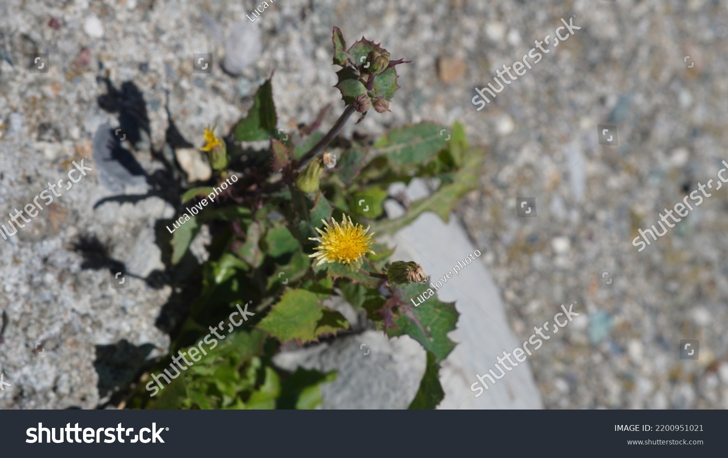 Sow thistle, at the road border. Yellow flower. Summer season #2200951021