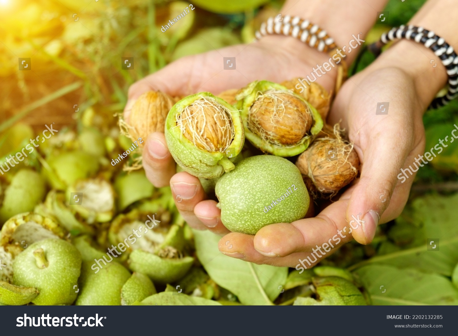 Ripe Walnut with green shell on greenery background in hand. Walnut in green peel. Selective focus #2202132285