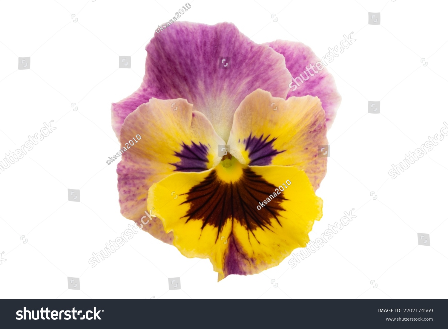 pansies isolated on white background #2202174569