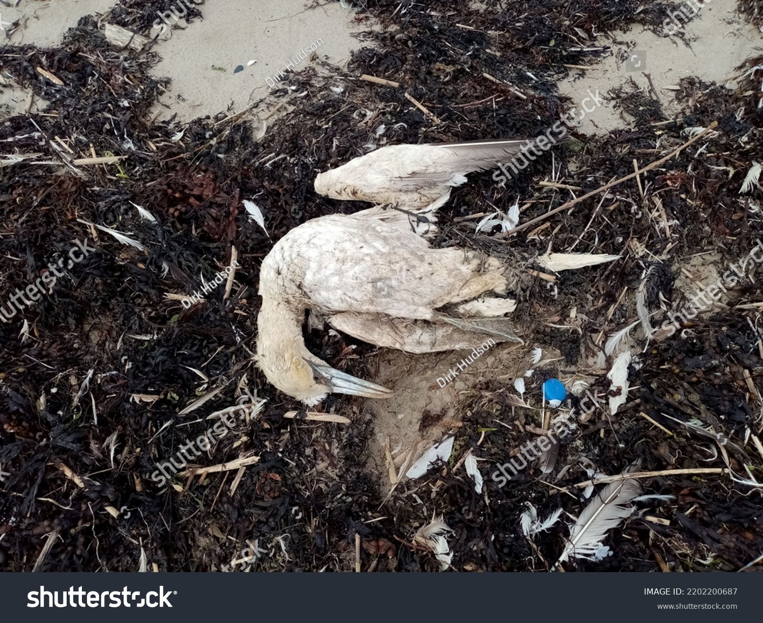 Dead gannet seabird on Seapoint Beach, Termonfeckin, County Louth, Ireland, one of many dead birds on the beach killed from Avian bird flu.  #2202200687