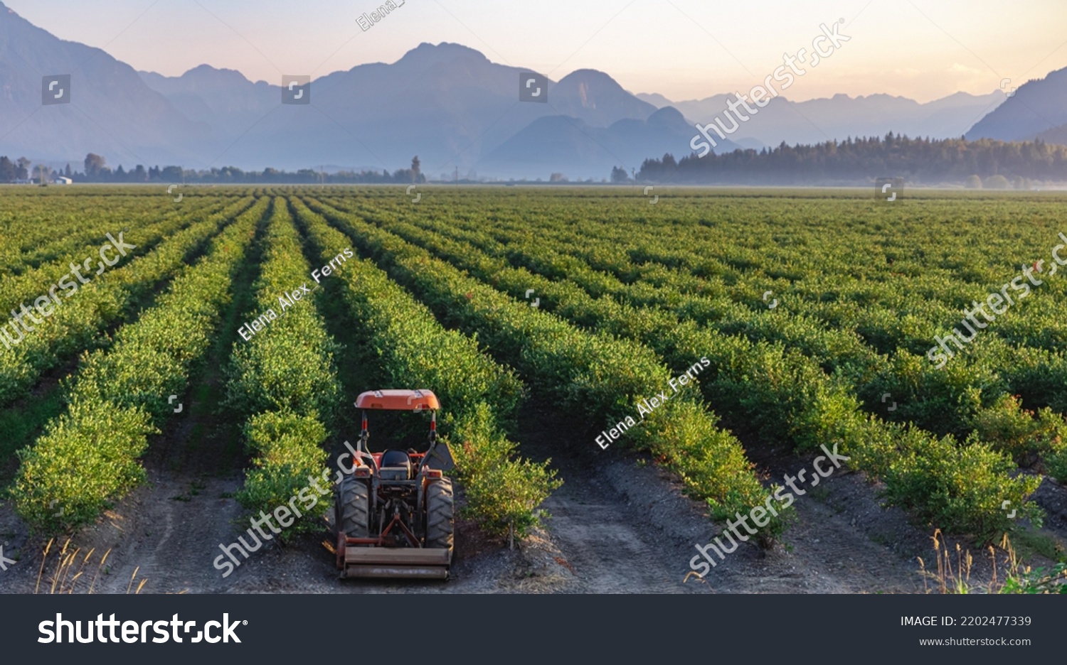 Blueberry field and mountains in the distance in British Columbia, blueberries ready for harvesting. Blueberry farm in Vancouver BC. Nobody, blurred, selective focus #2202477339