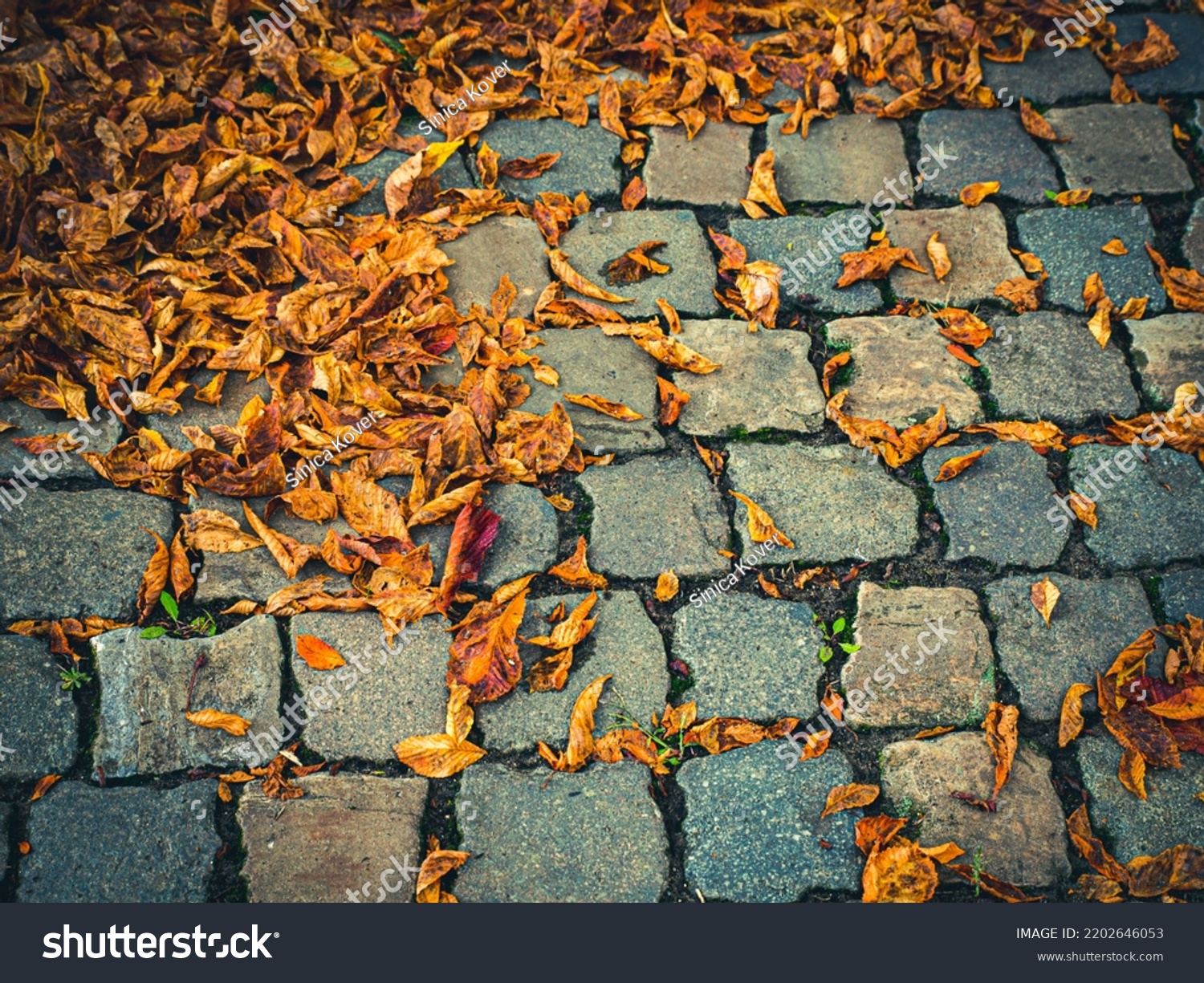 High angle view of dry fallen leaves on the sidewalk, diagonal composition, top view, space for text. #2202646053