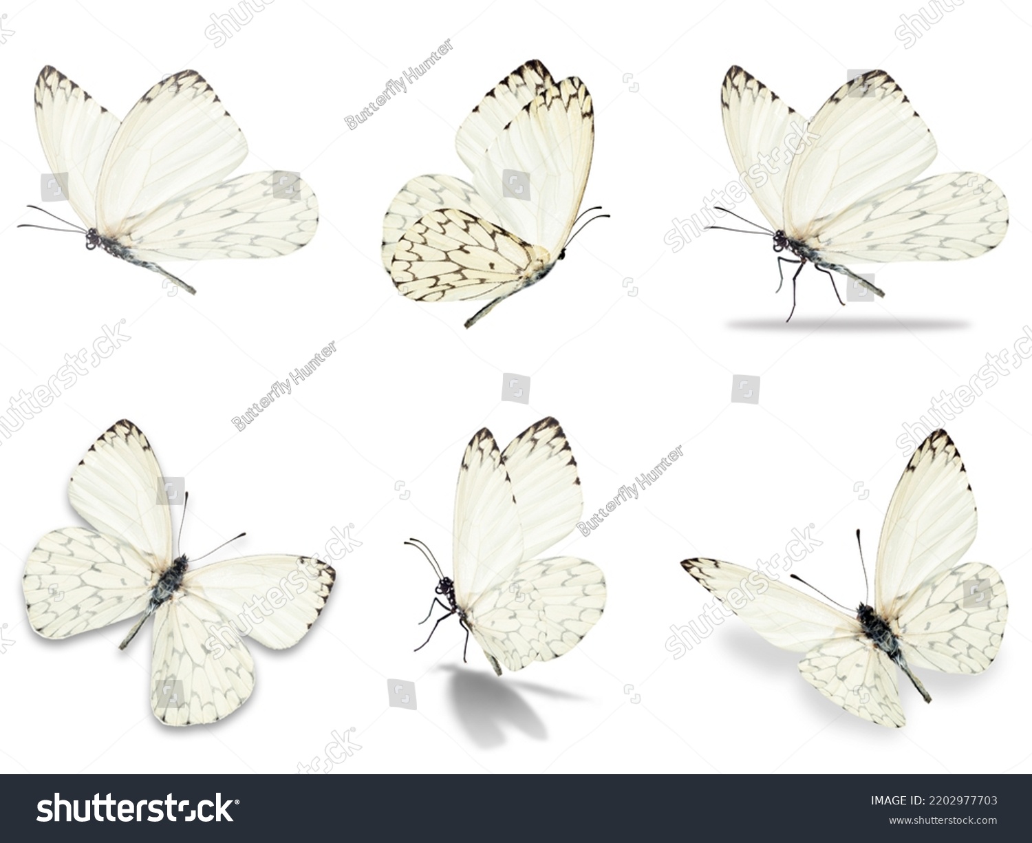 Six white butterfly isolated on white background #2202977703