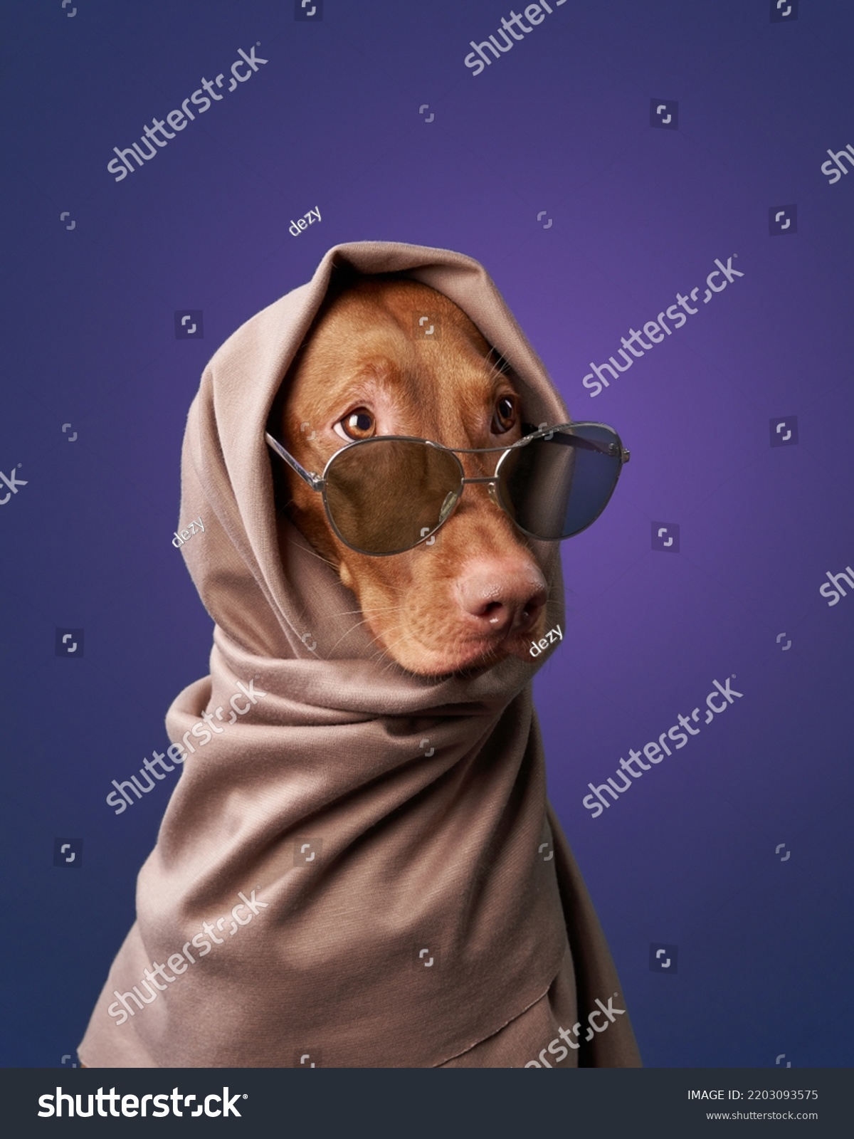 glamor dog with glasses and a scarf Hungarian vizsla on a color background #2203093575