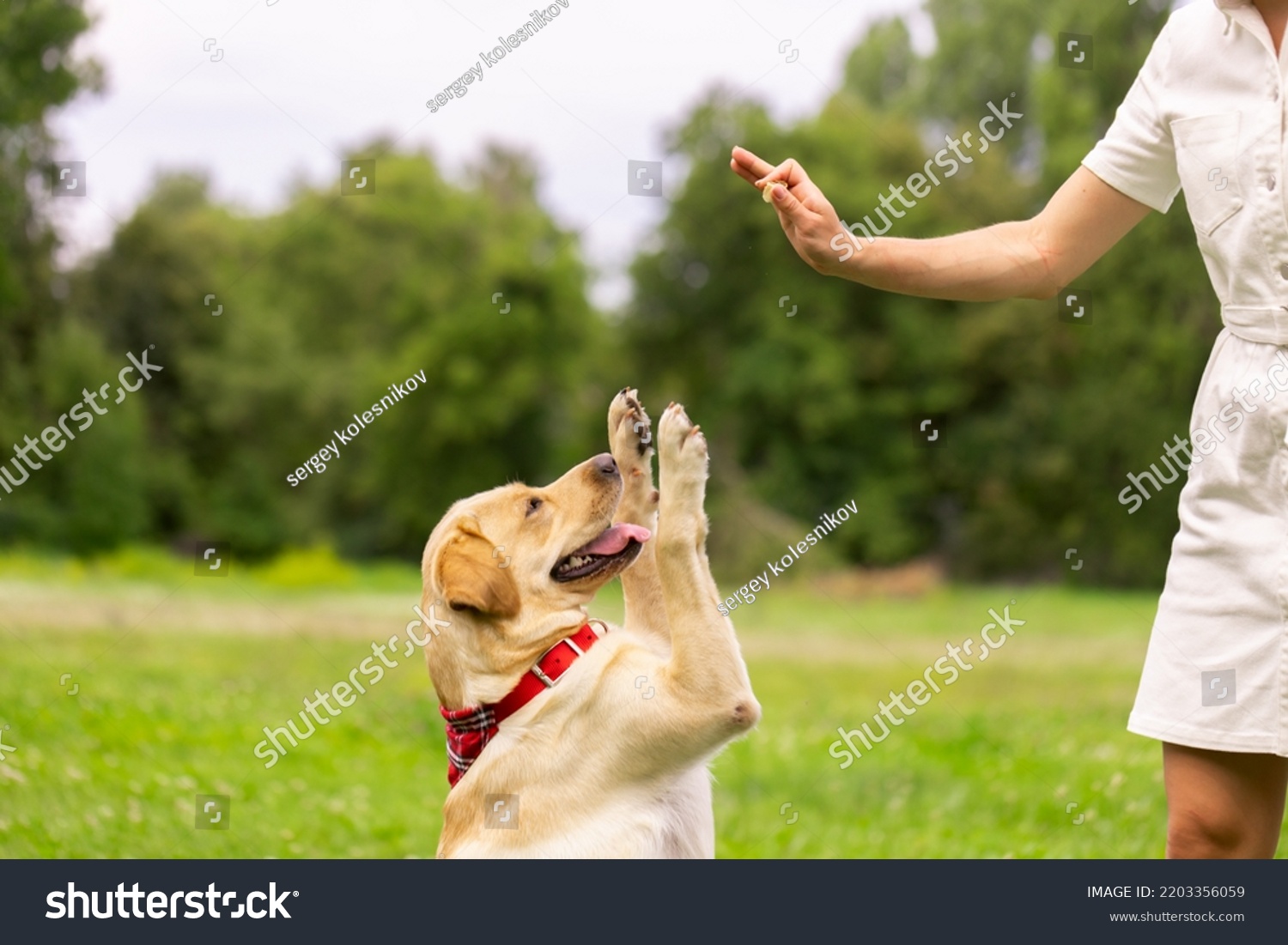 a young girl gives a treat to a labrador dog in the park. dog training concept #2203356059