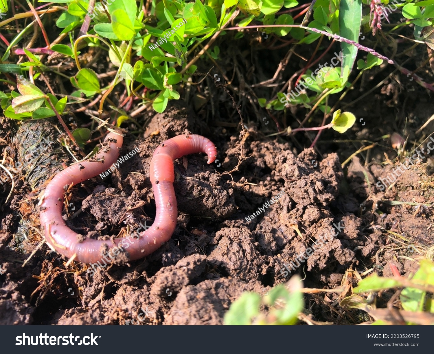 Earthworm in black soil. Garden compost and worms recycling plant waste into fertilizer and rich soil improver. #2203526795