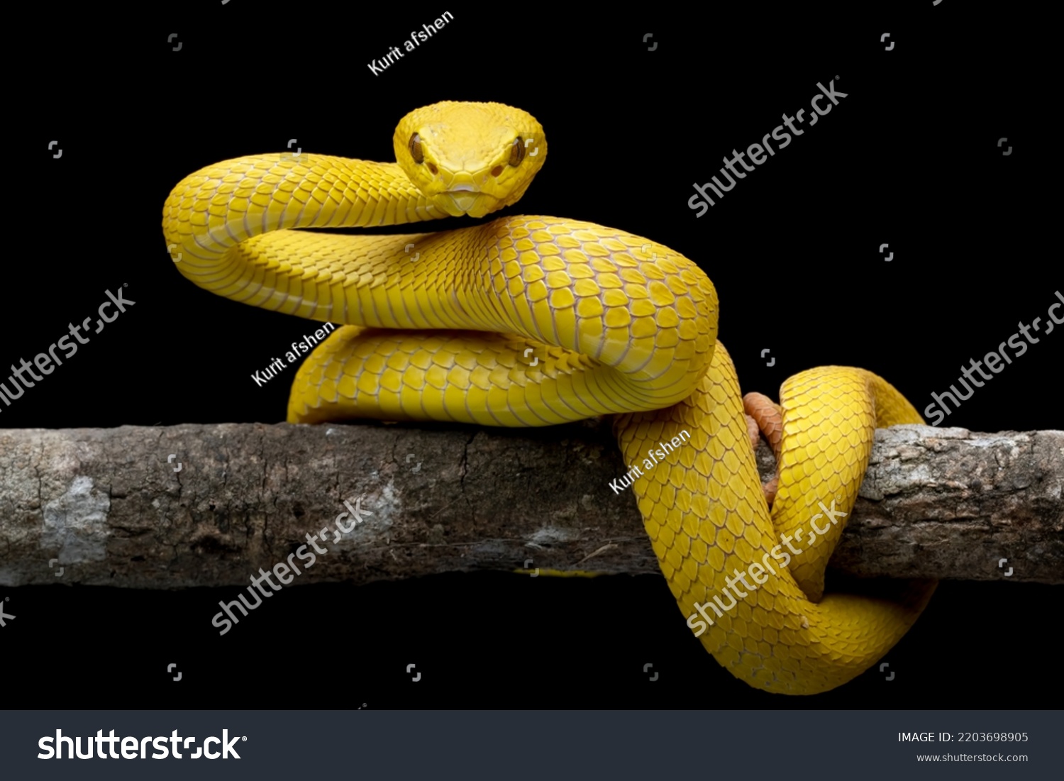 The Yellow White-lipped Pit Viper (Trimeresurus insularis) closeup on branch with black background, Yellow White-lipped Pit Viper closeup #2203698905