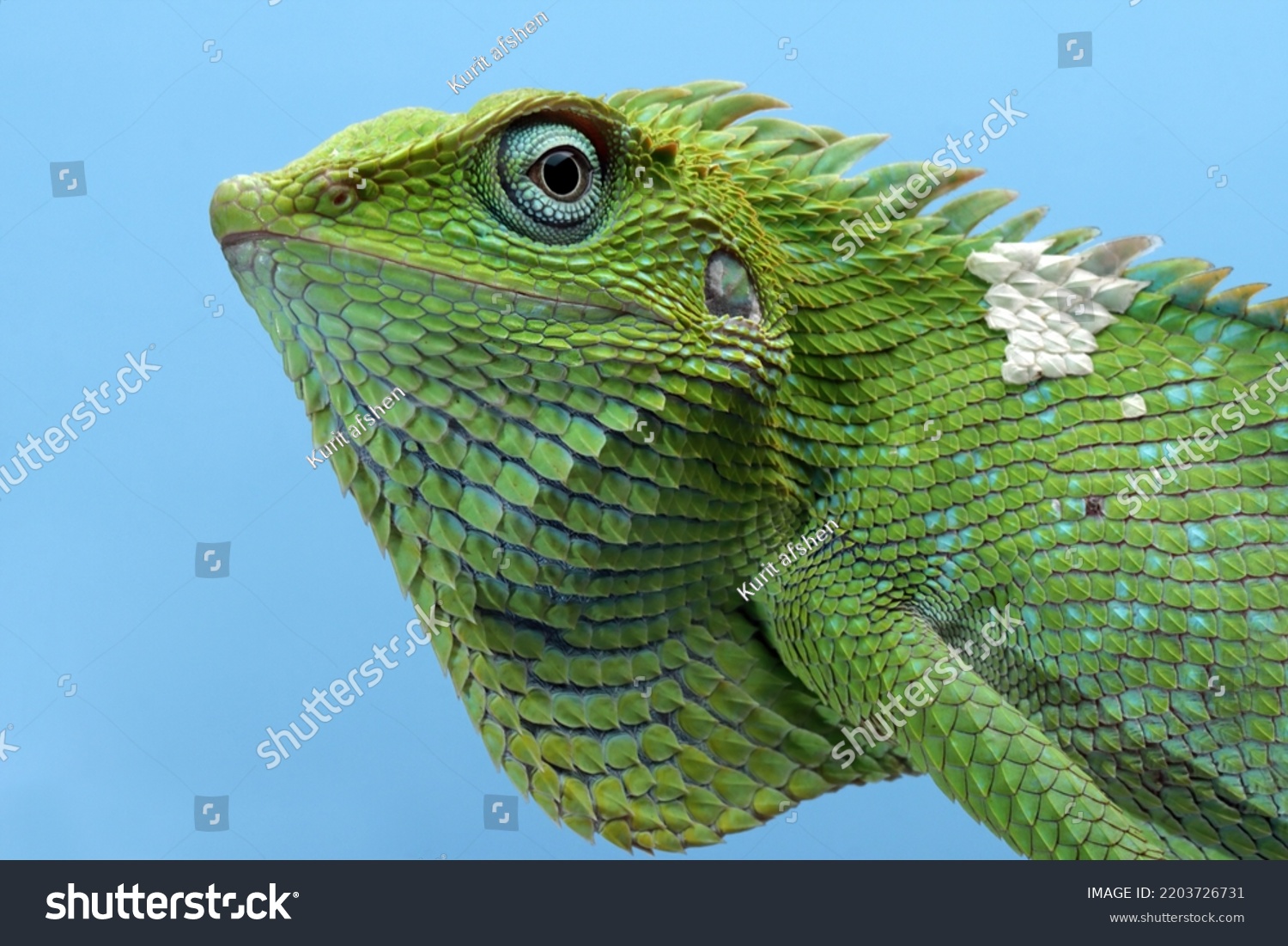 Closeup head of Green lizard with blue background, Green lizard closeup head, Closeup head Jubata Lizard #2203726731