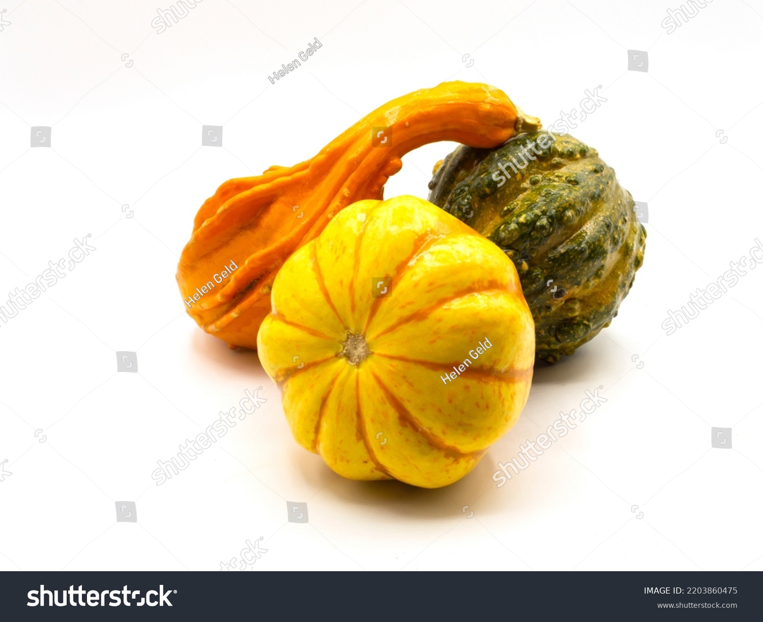 Still Life of decorative autumn gourds and mini pumpkin isolated on white #2203860475