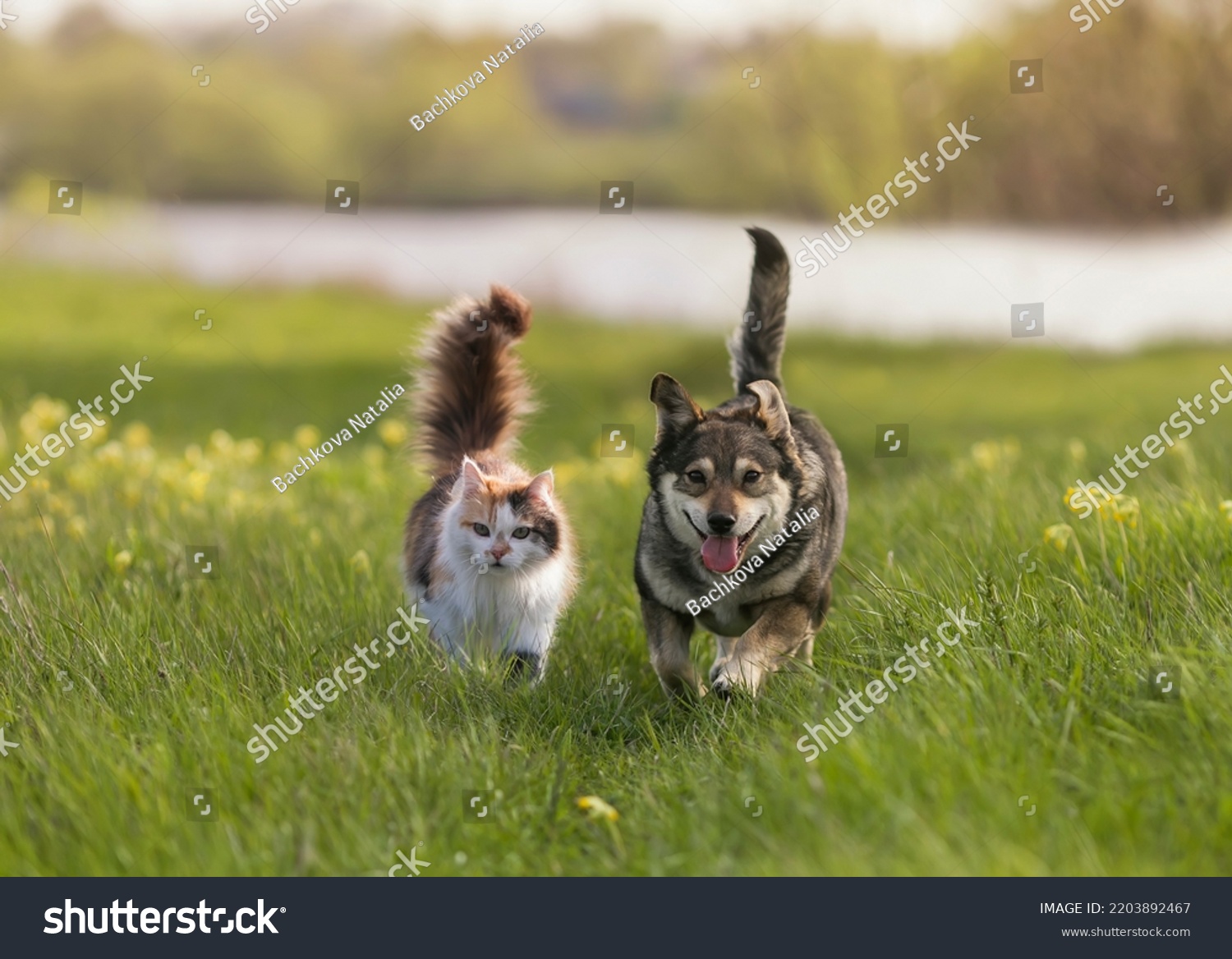 a fluffy cat and a cheerful dog walk through a sunny spring meadow #2203892467