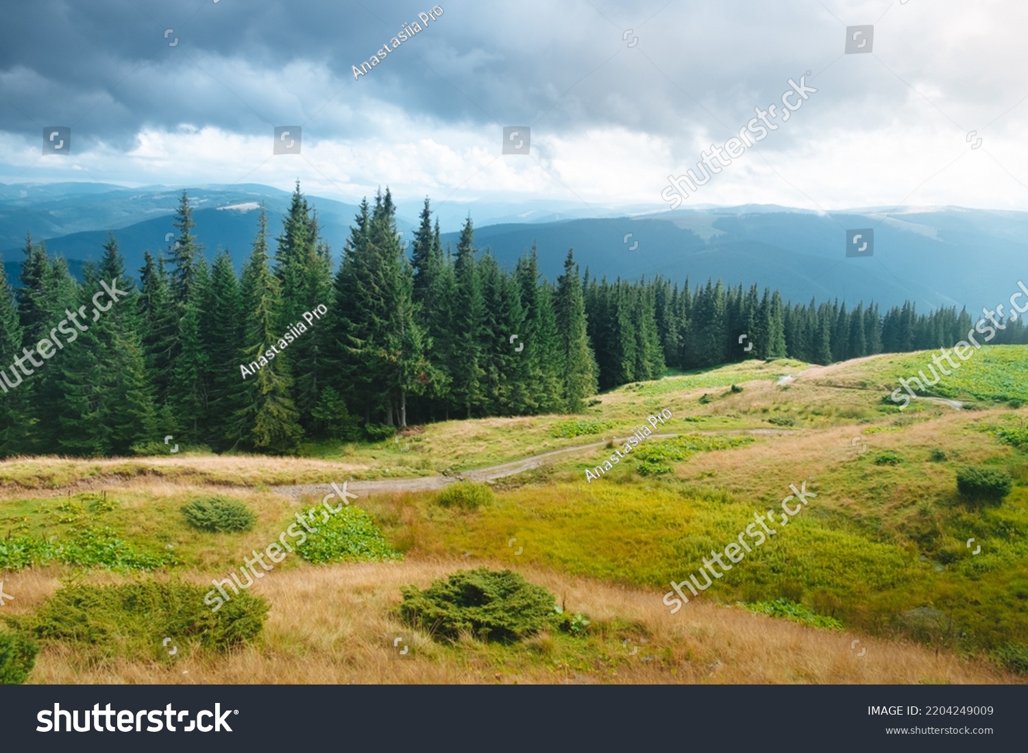 Carpathian mountains moody weather landscape. Green hill meadow, pine tree forest and cloudy sky. Amazing nature scenery in mountain valley. Beautiful nature landscape. Travel, adventure concept image #2204249009