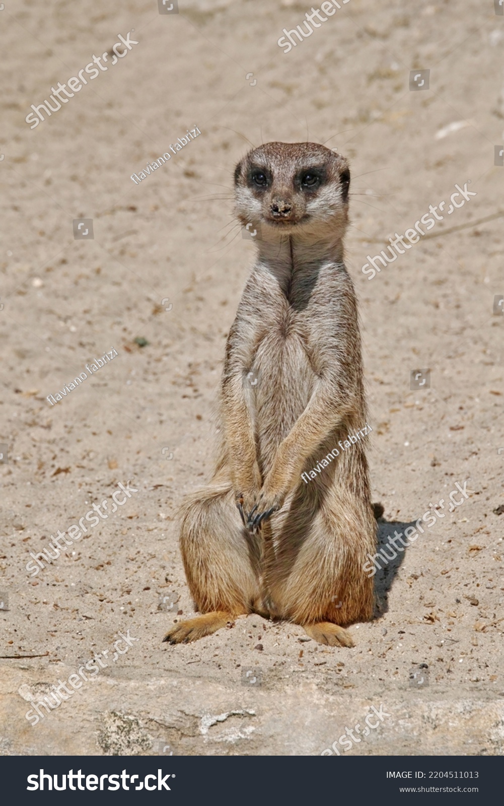 specimen of meerkat or suricate, Suricata suricatta; Herpestidae #2204511013