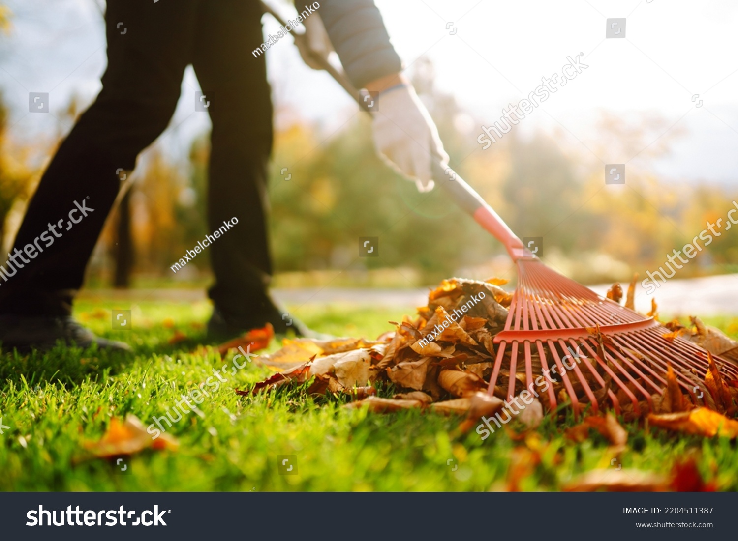 Autumn clean in garden back yard. Rake and pile of fallen leaves on lawn in autumn park. Volunteering, cleaning, and ecology concept. Seasonal gardening. #2204511387