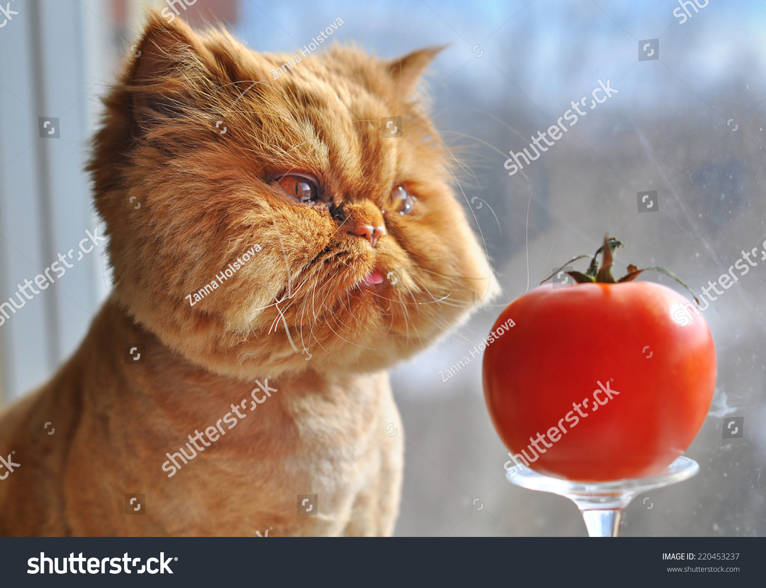 Funny cat and red tomato #220453237