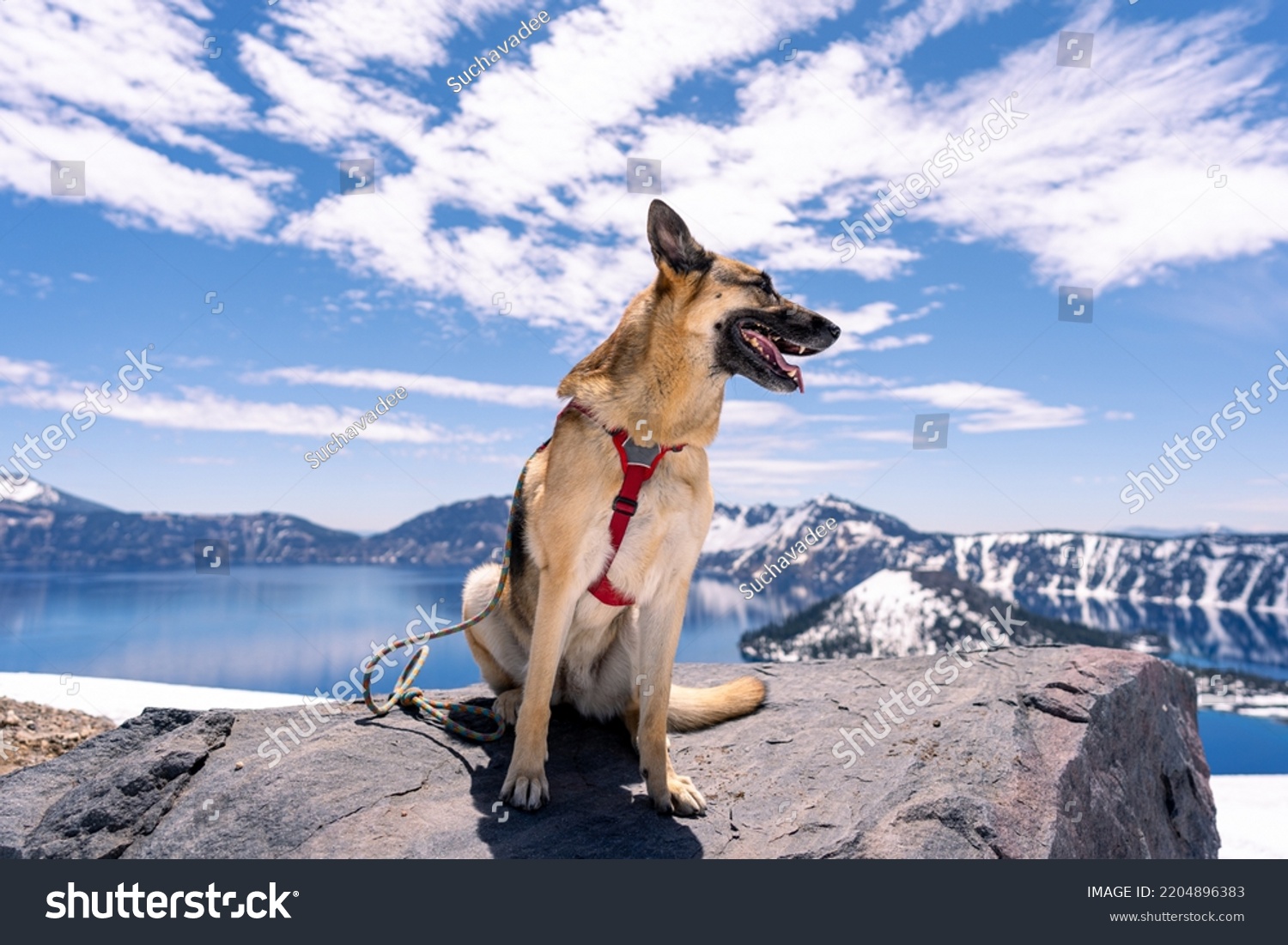 German Shepherd sitting on big rock smiling and looking away from owner with Crater Lake and mountains covered with snow in the background #2204896383