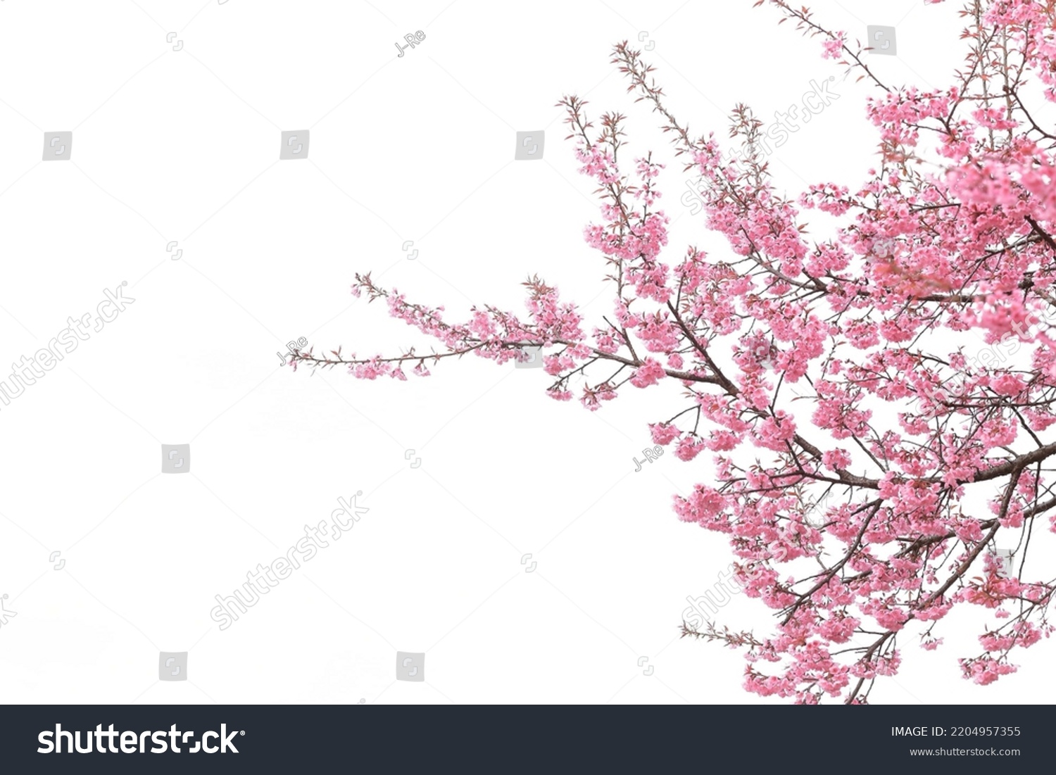 Pink Cerasus cherry blossoms blooming, blossoms on white background, early spring, bright nature detail #2204957355