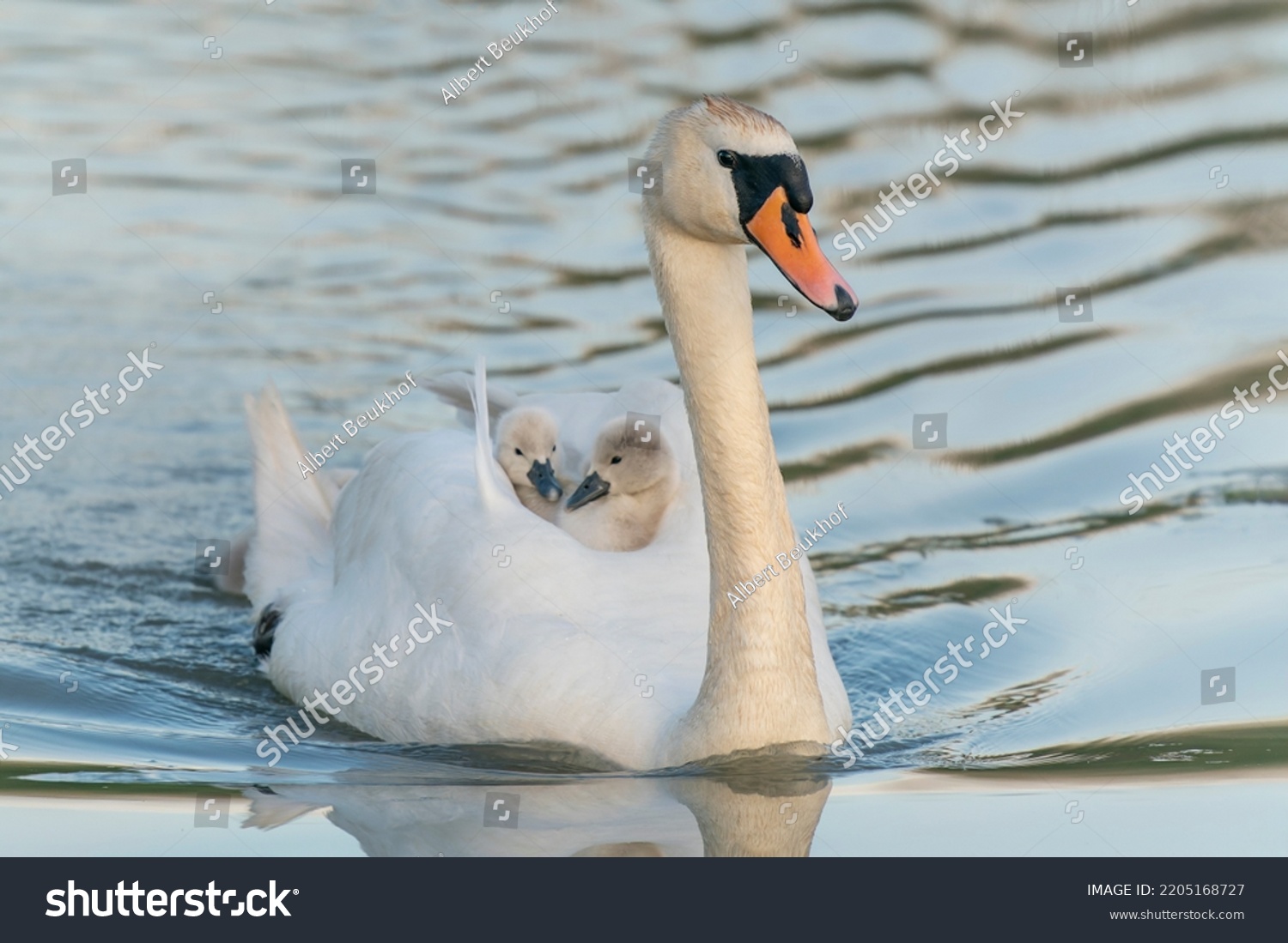 Mute Swan (Cygnus olor) cygnets a ride on his back. Gelderland in the Netherlands. Mute Swan ) and chicks  cubs on a lake.                #2205168727