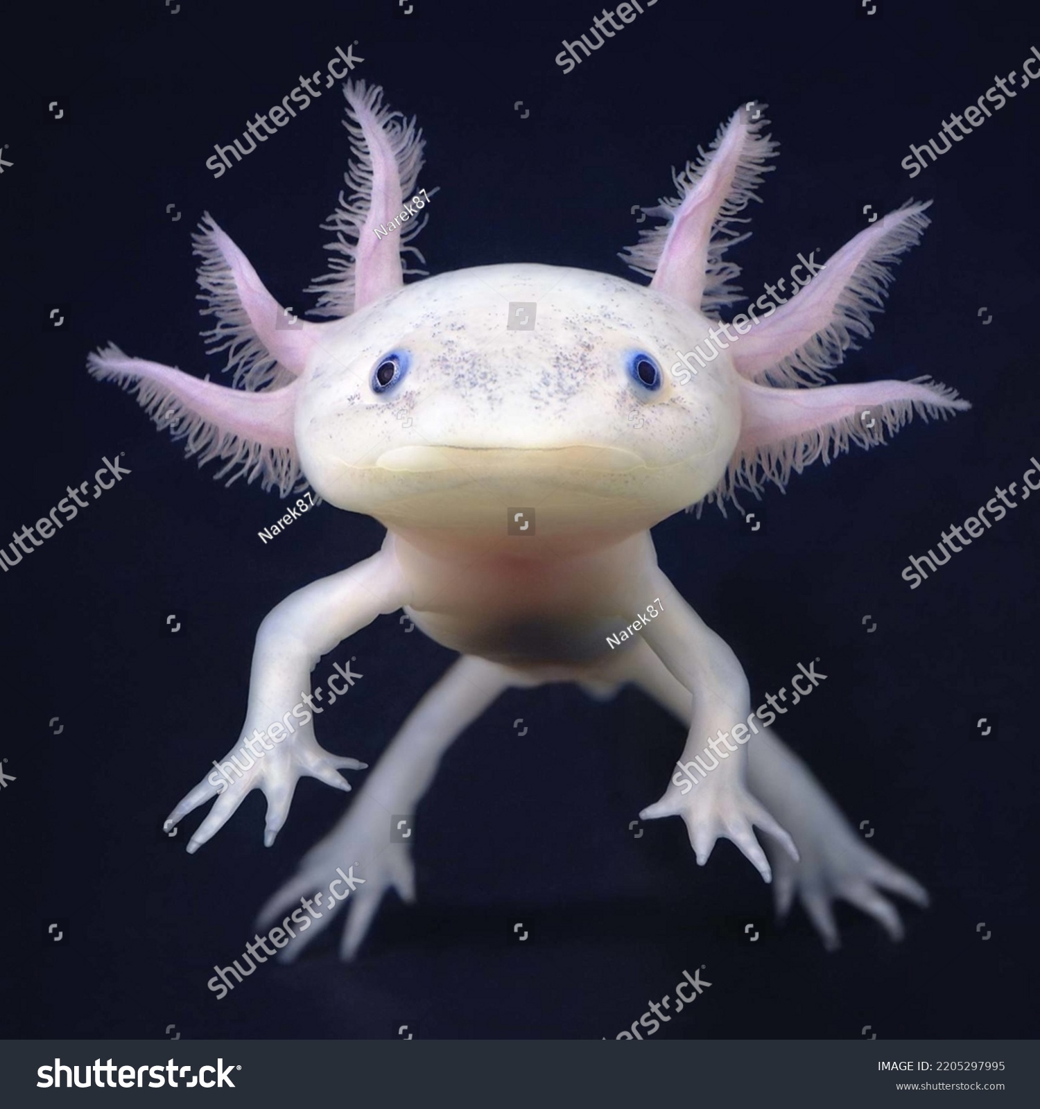 Axolotl (Ambystoma mexicanum) from front. Salamander black background #2205297995