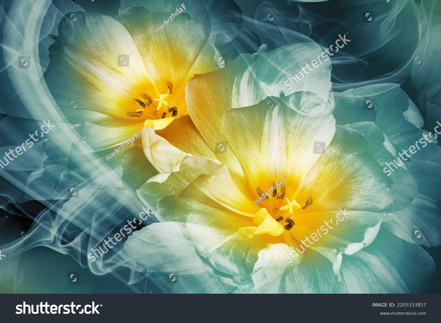 Yellow tulips. Floral background. Flowers in curls of smoke. Close-up. Nature. #2205333857