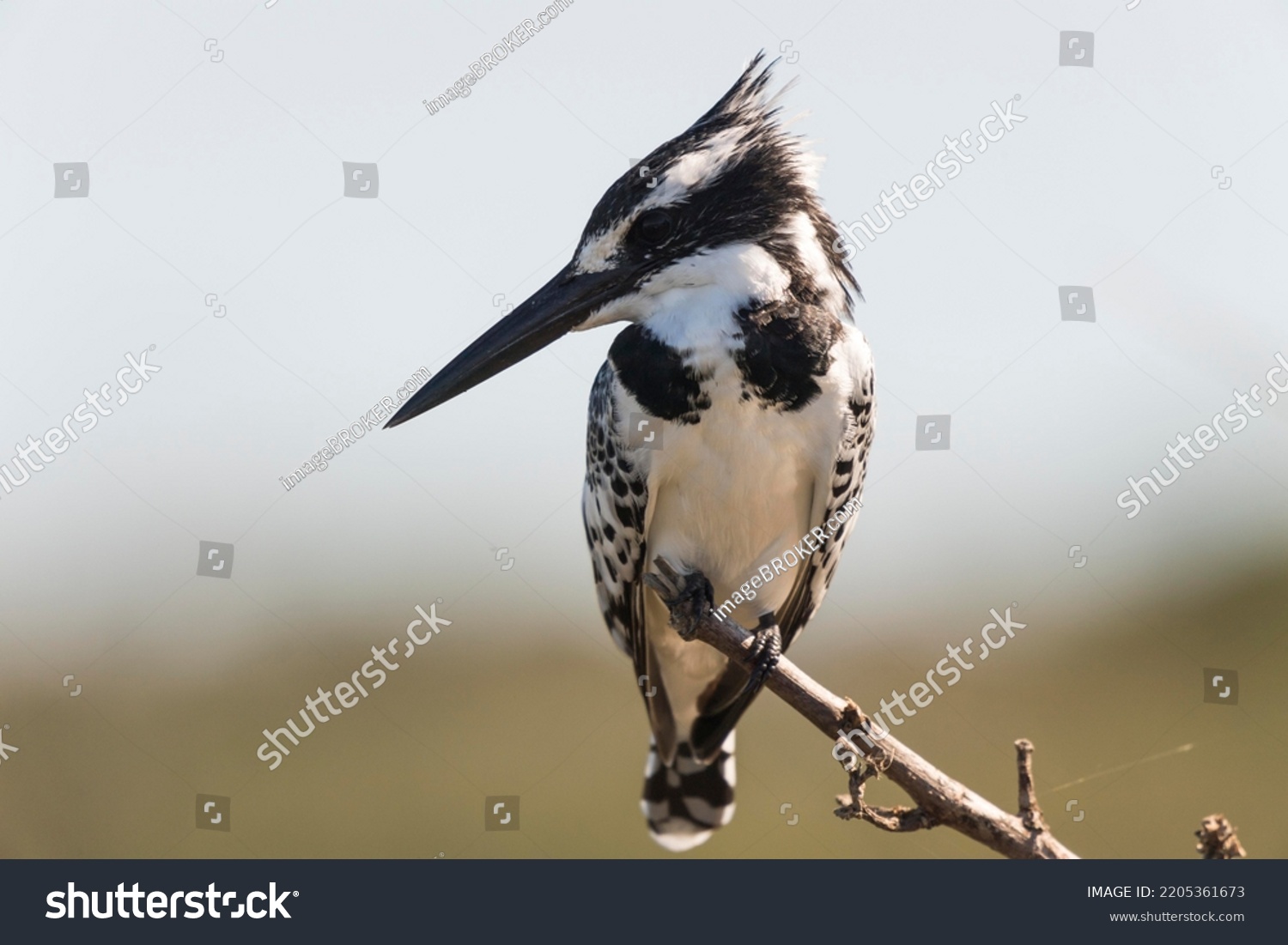 Pied kingfisher (Ceryle Rudis) is sitting on branch, looking out, Kosi Bay Nature Reserve,  iSimangaliso Wetland Park, KwaZulu-Natal, South Africa #2205361673