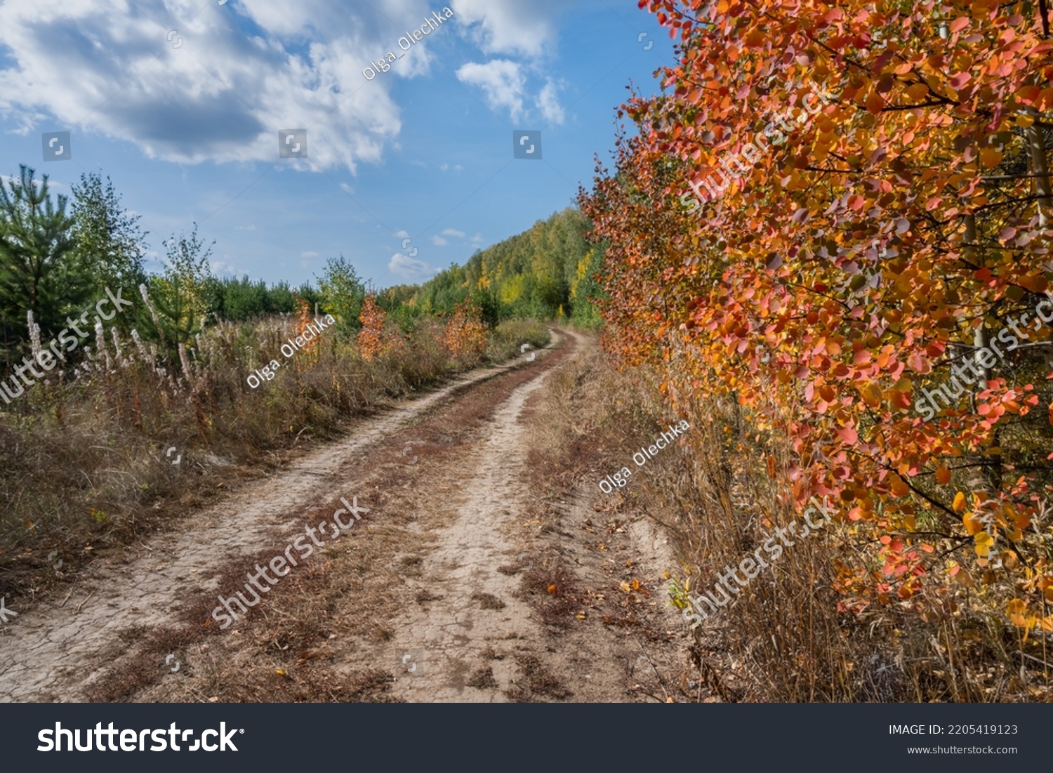 Autumn landscape with a road running into the distance. Orange leaves of an aspen in front. The blue sky with white cumulus clouds sets off the warm colors of the forest. Russia, Ural #2205419123
