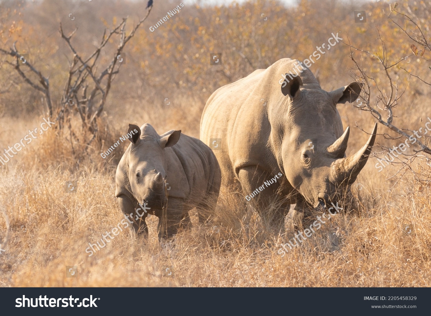 White rhinoceros with a calf (Ceratotherium simum) in the early morning light, Timbavati Game Reserve, South Africa. #2205458329