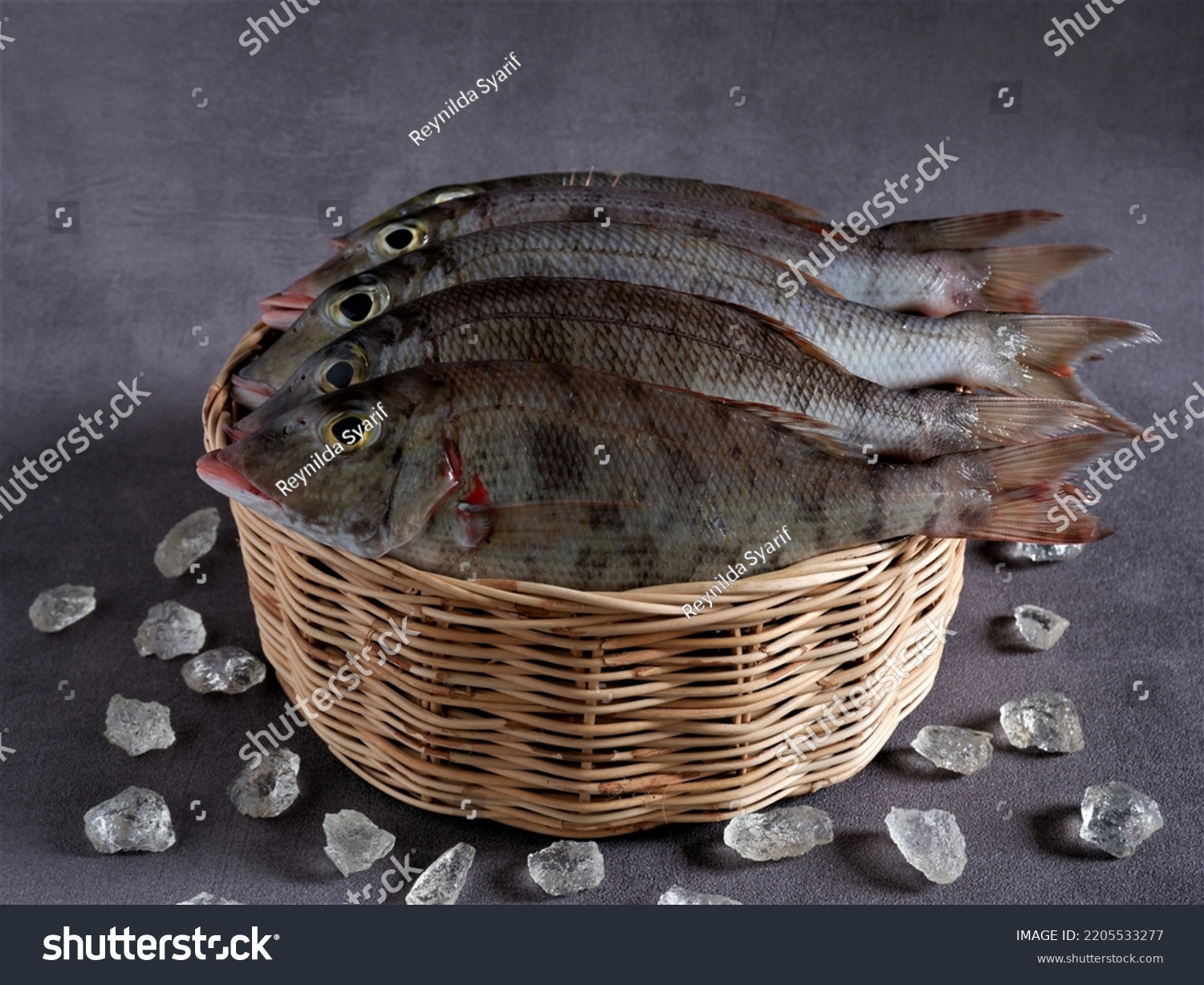 Fresh "Belacung" Fish in rattan basket with ice shards on dark grey background. Lethrinus. Lethrinus Rubrioperculatus. Lethrinus Onartus. Lethrinus Olivaceus. Raw Food. Protein. Aceh. Indonesia.  #2205533277