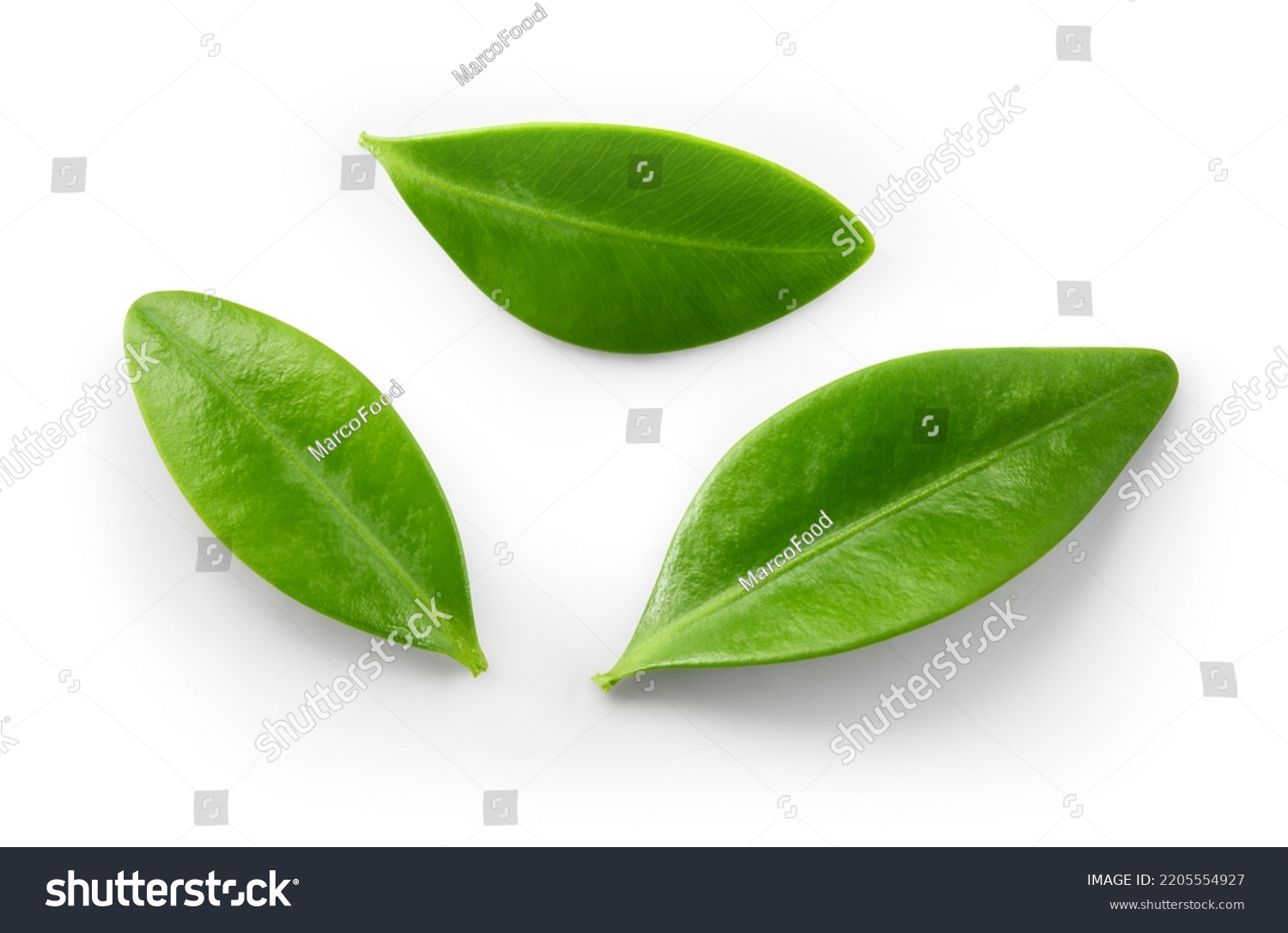 Blueberry leaf isolated.  Blueberry leaves flat lay on white background with clipping path. #2205554927